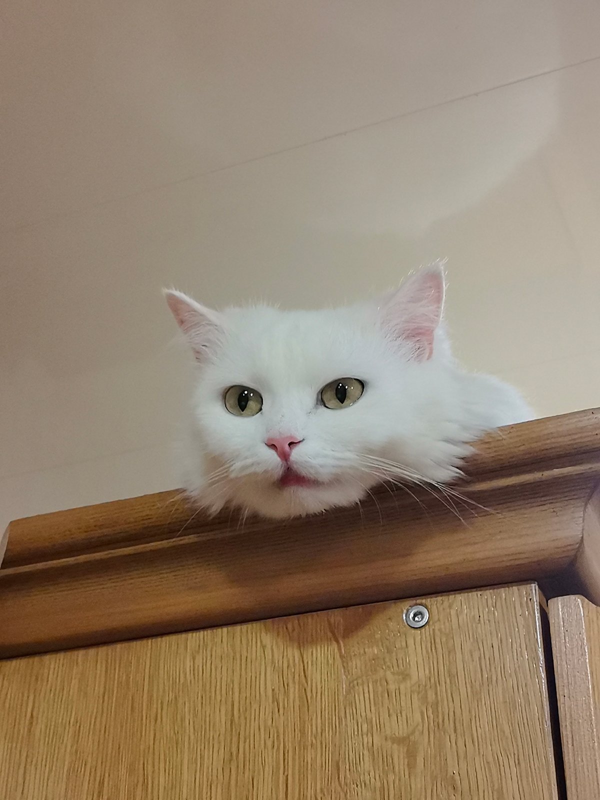 White Persian cat perched on a wooden cabinet in Saransk