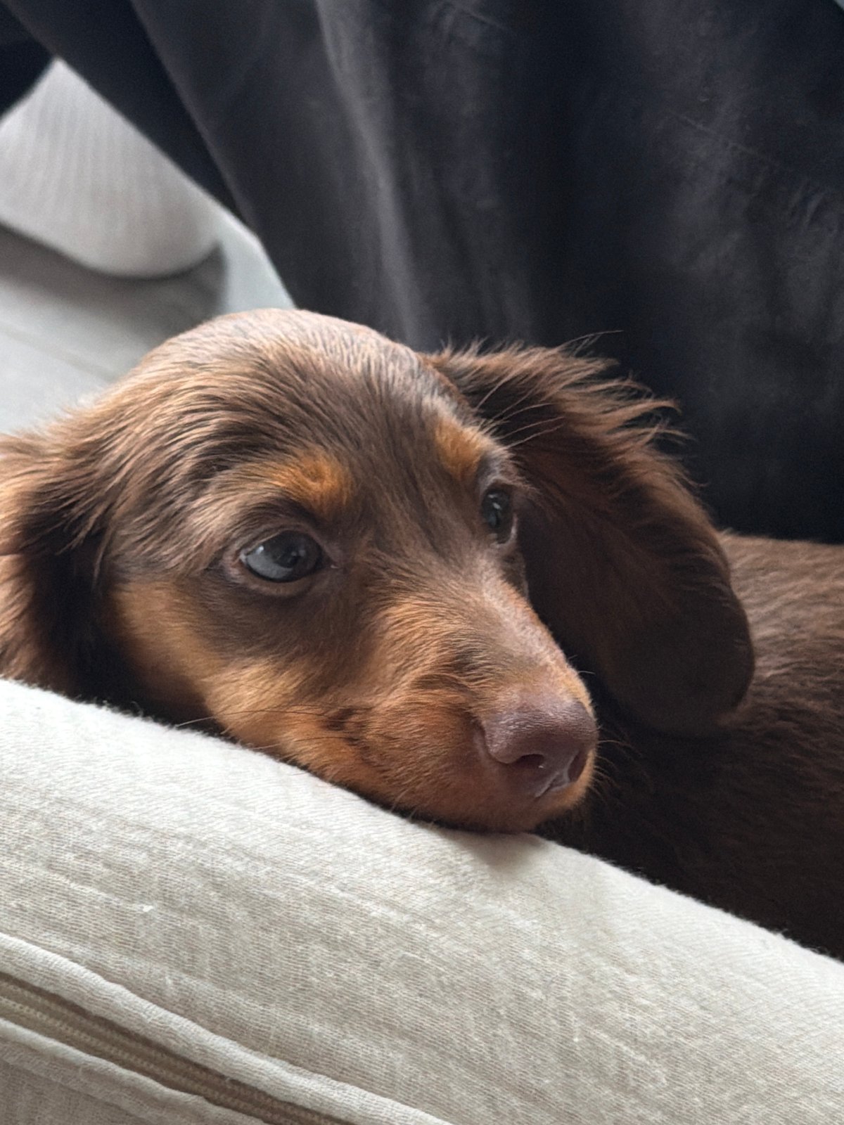Montreal resident enjoys quiet afternoon with dachshund puppy