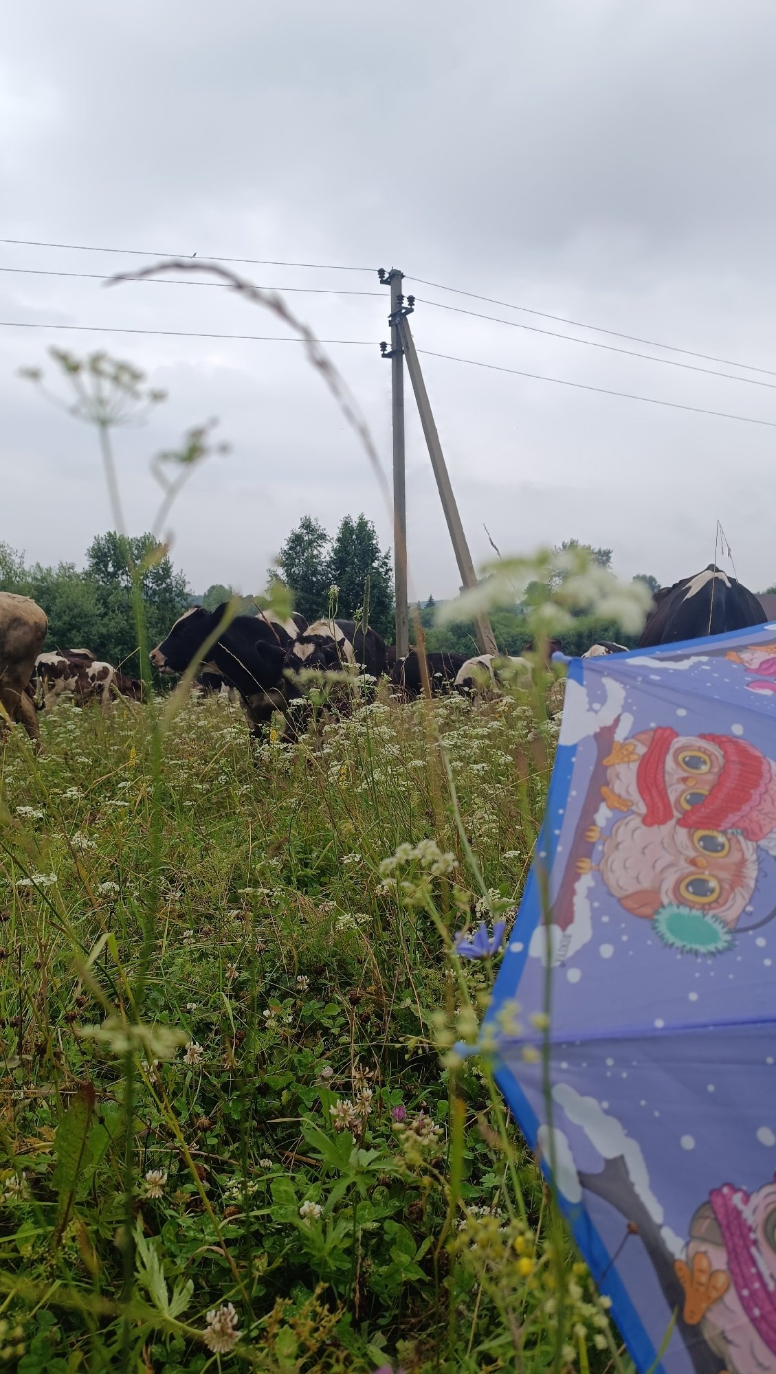 Cows grazing in a wildflower meadow near Karsha, Russia