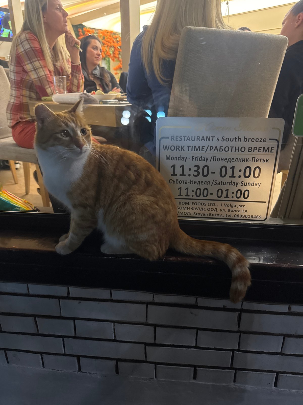 Cat perches on restaurant window in Plovdiv Bulgaria