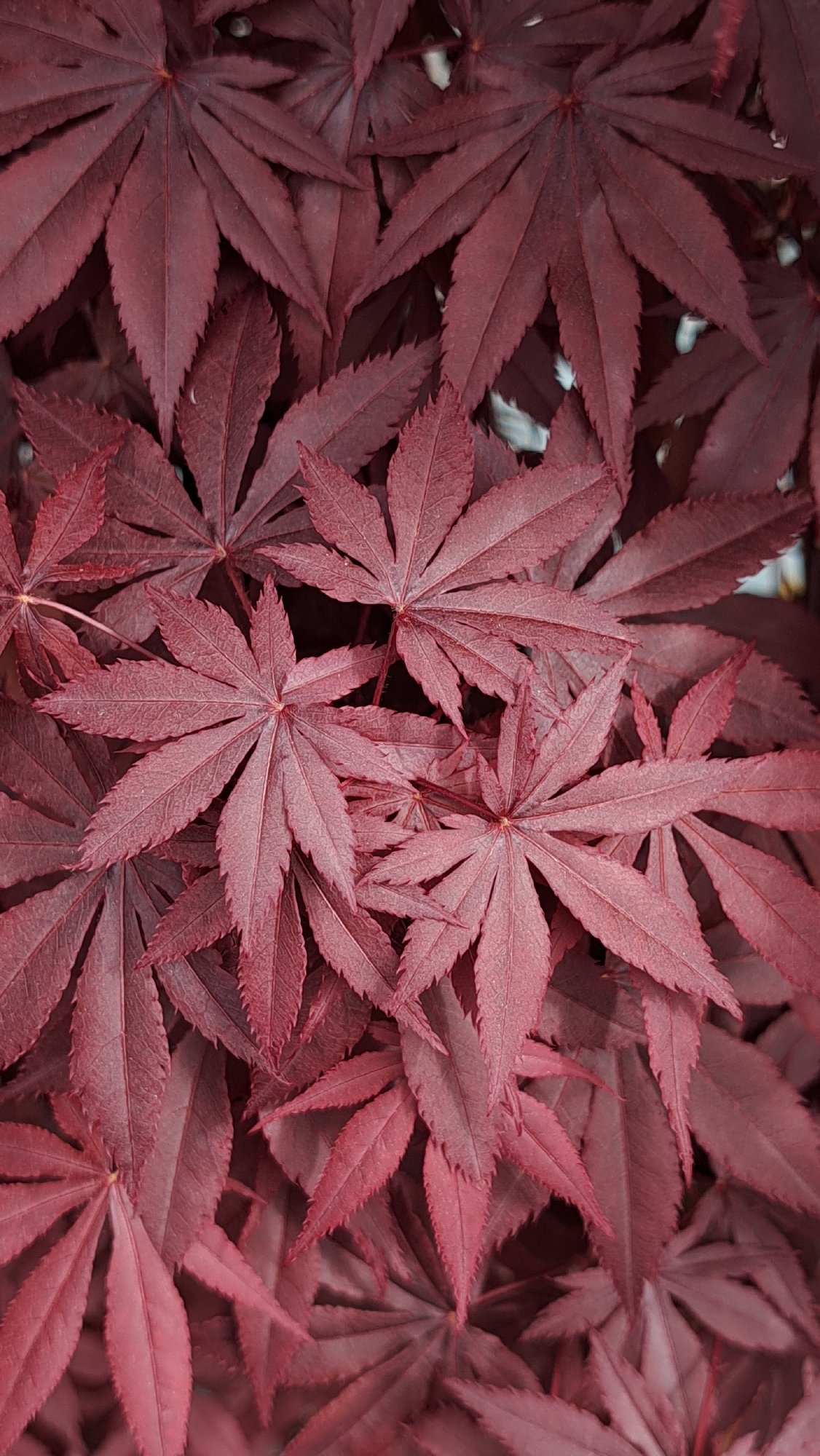 Japanese Maple leaves photographed in deep reddish-purple display
