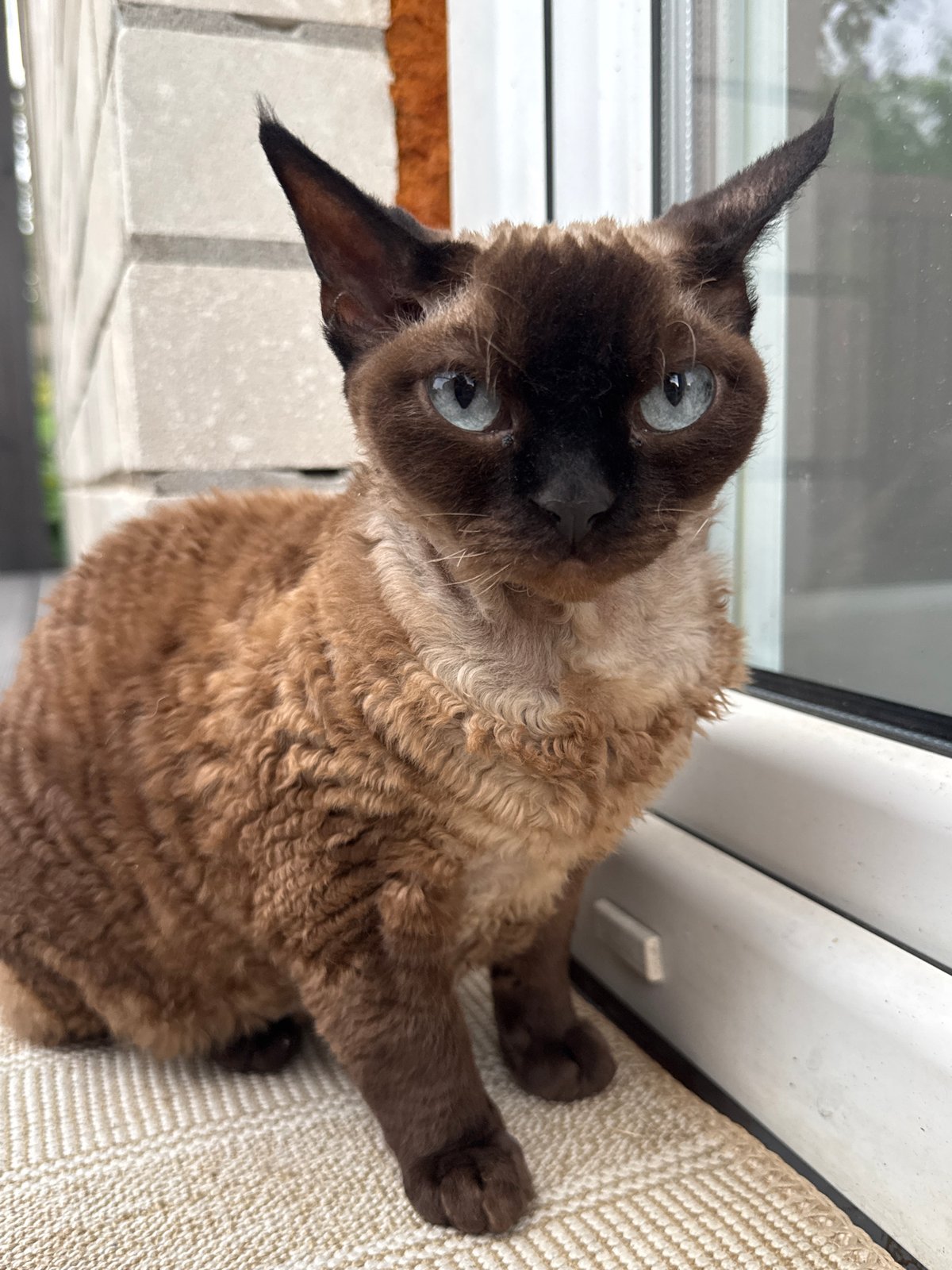 Curly-furred Devon Rex cat at home in Carnikava, Latvia