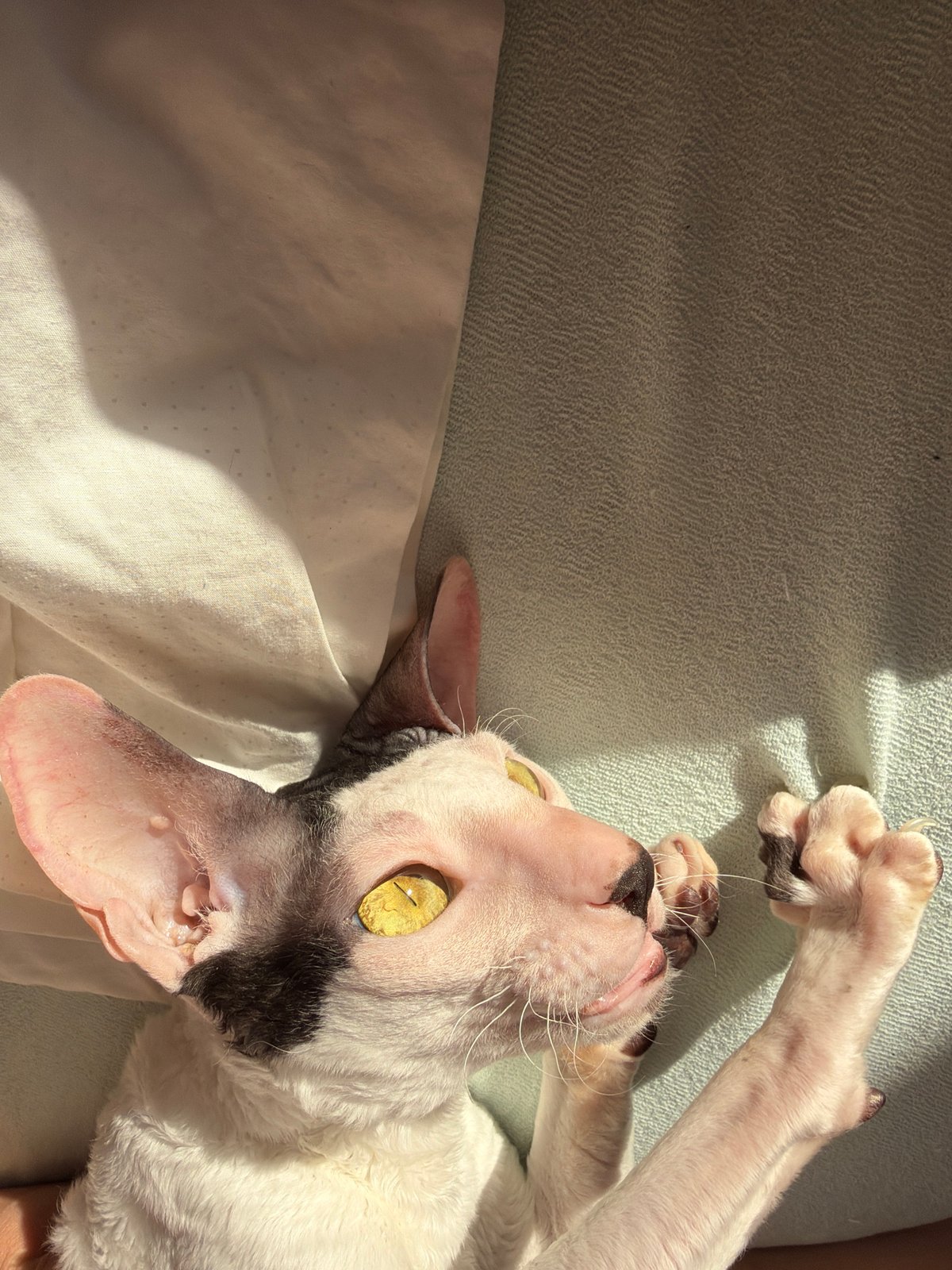 Sphynx and Cornish Rex cats lounging at home in Yekaterinburg