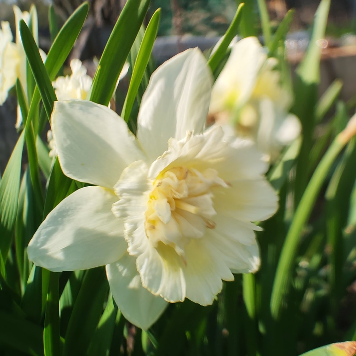 Spring garden blooms documented in Chaikovsky, Russia