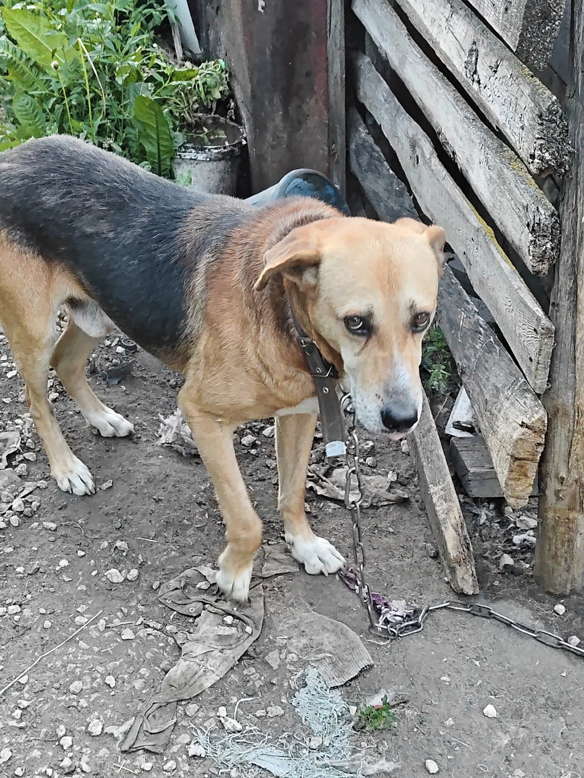 Pets, flowers, and rural scenes at a Russian dacha