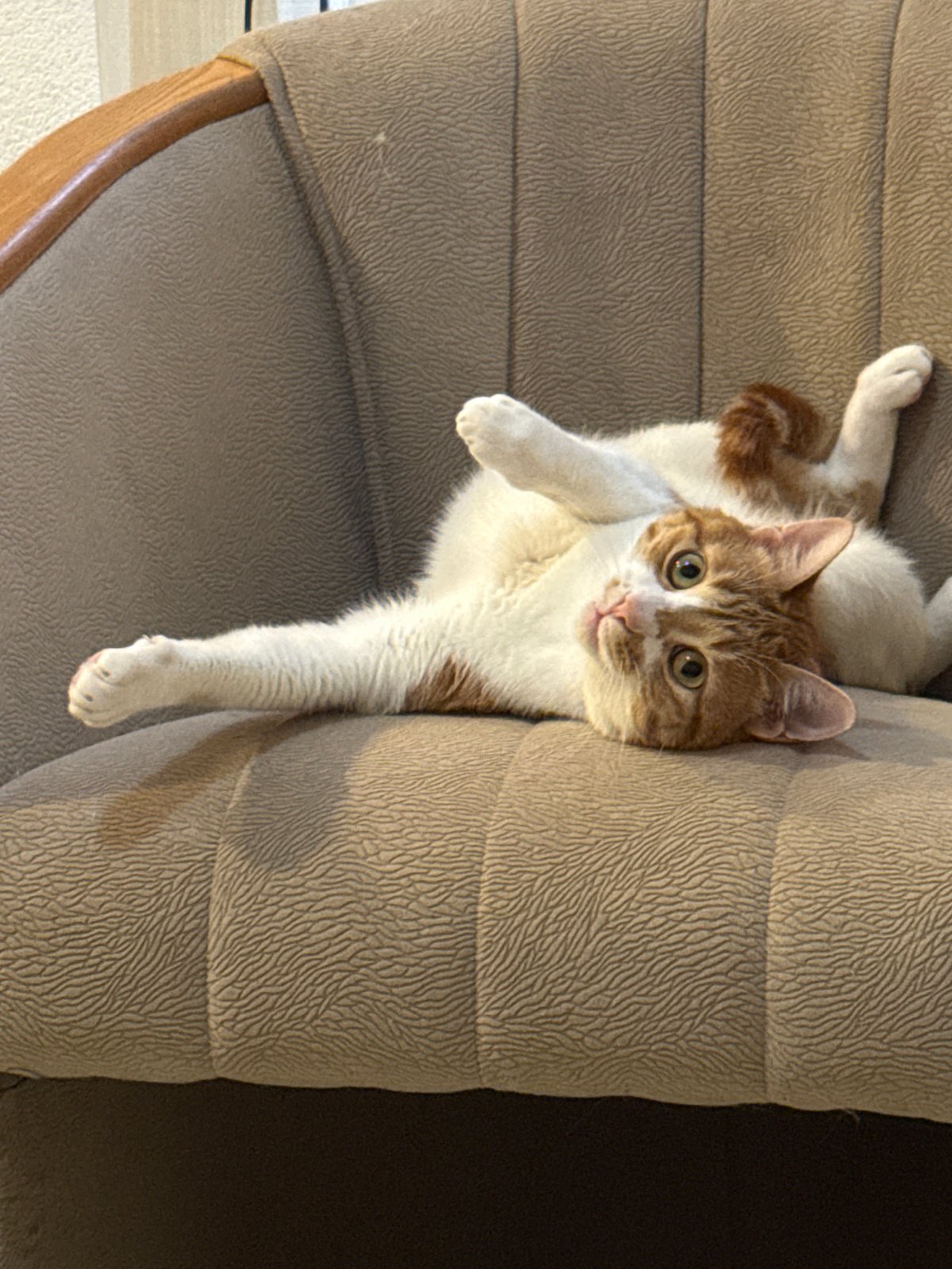 Cat rests on chair in Bar, Montenegro