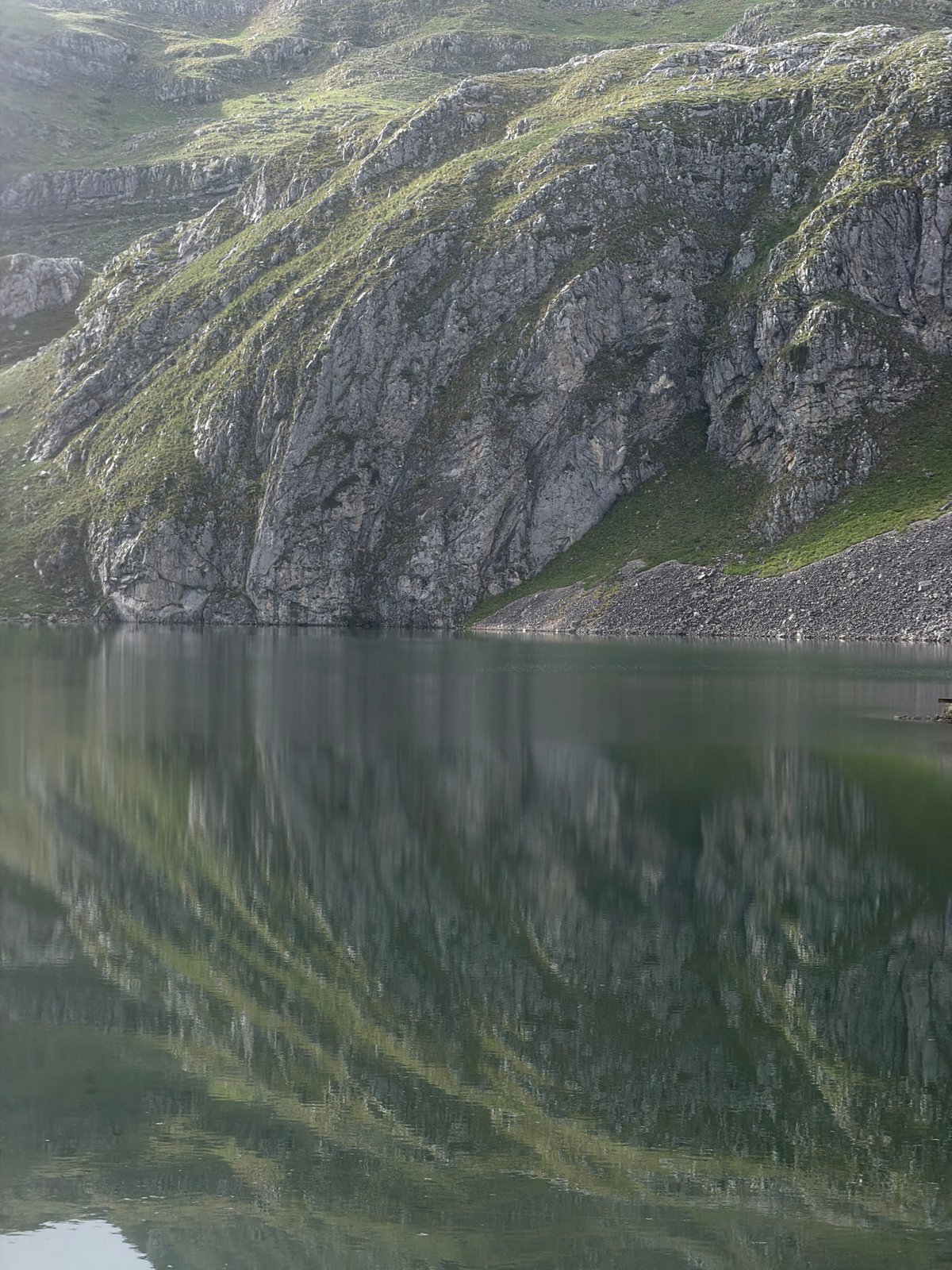 Cows graze by tranquil mountain lake in Montenegro