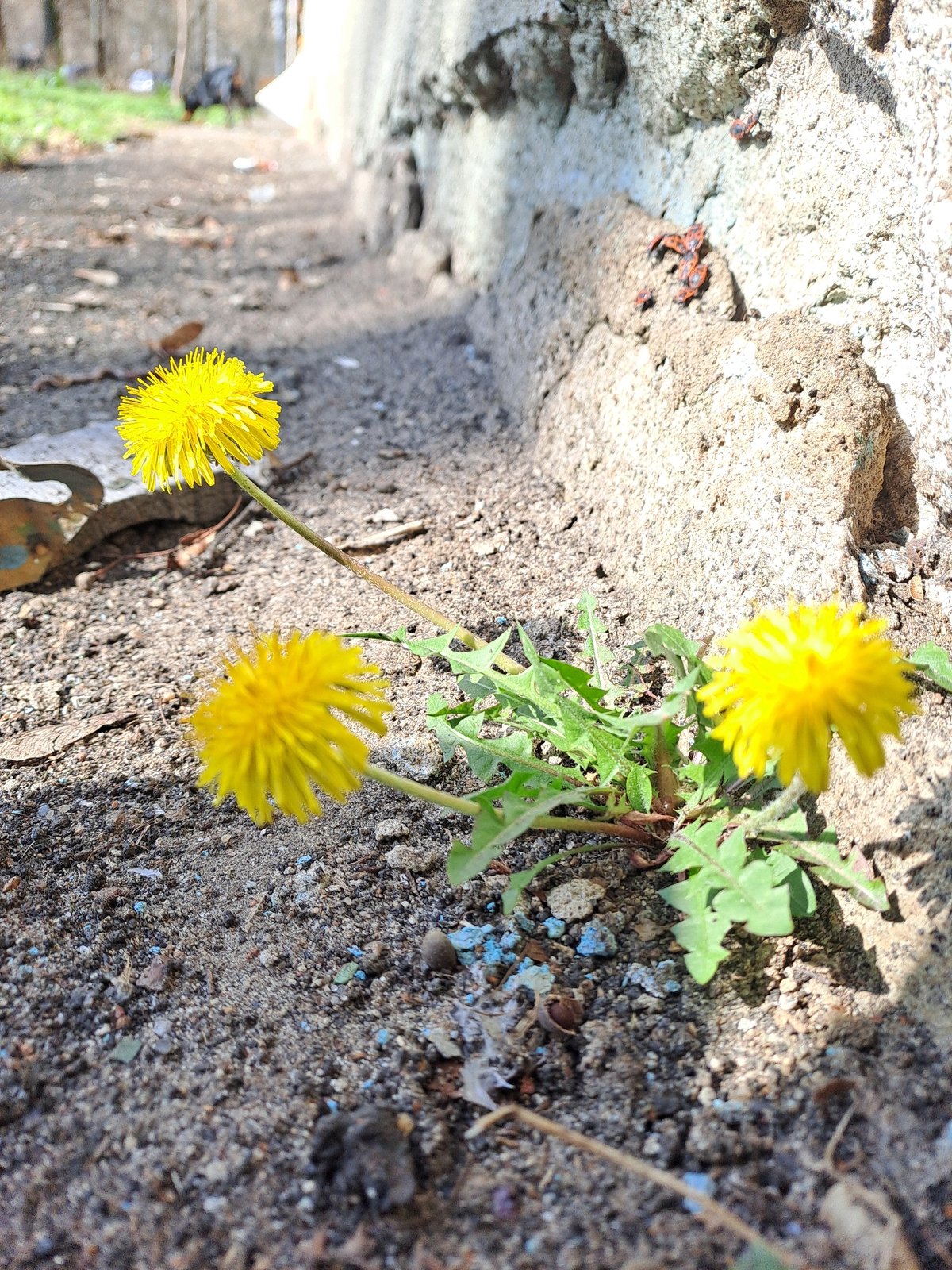 Dandelions bloom through concrete cracks in Russian settlement