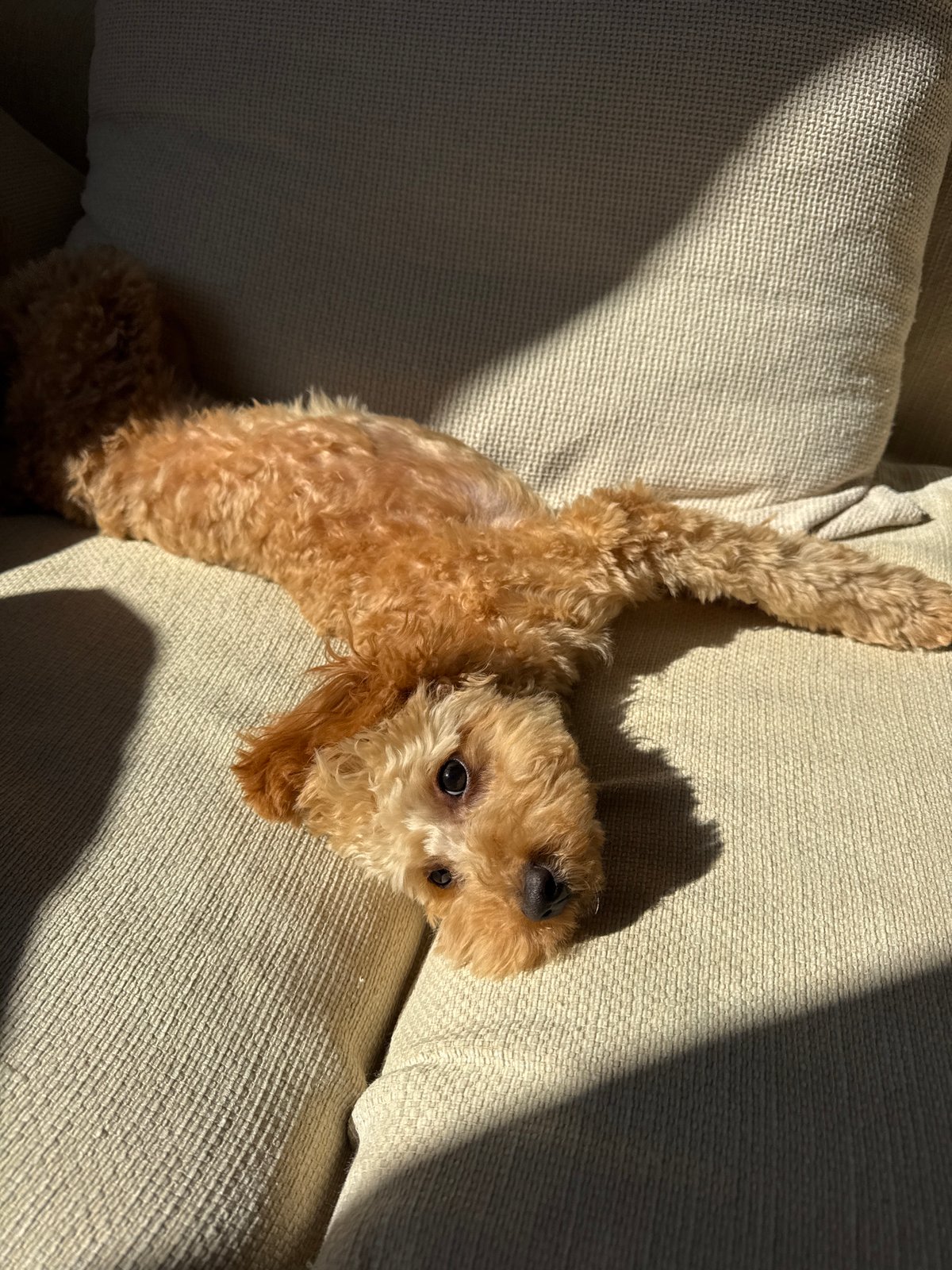 Poodle enjoys morning sunlight on couch in Blagoevgrad
