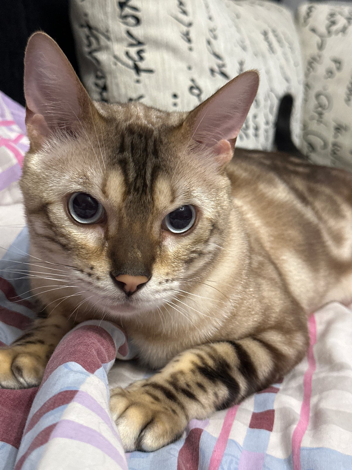 Blue-eyed Bengal cat relaxing on a striped blanket in Russia