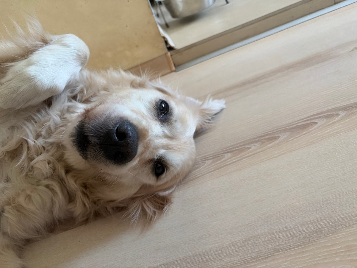 Golden retriever fully relaxed on a wooden floor in Bulgaria
