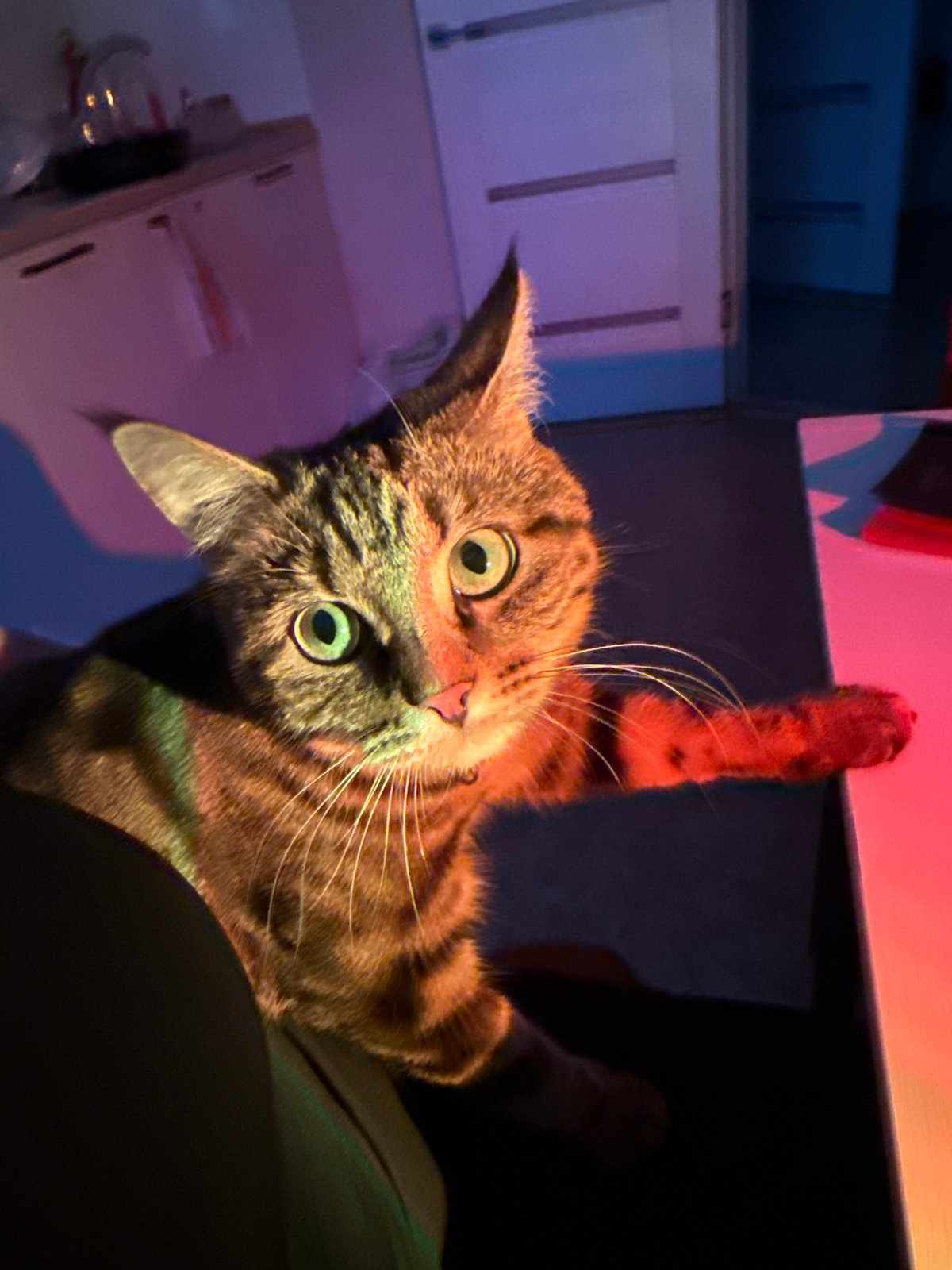 Candlelit journaling session with a Dior notebook and a cat