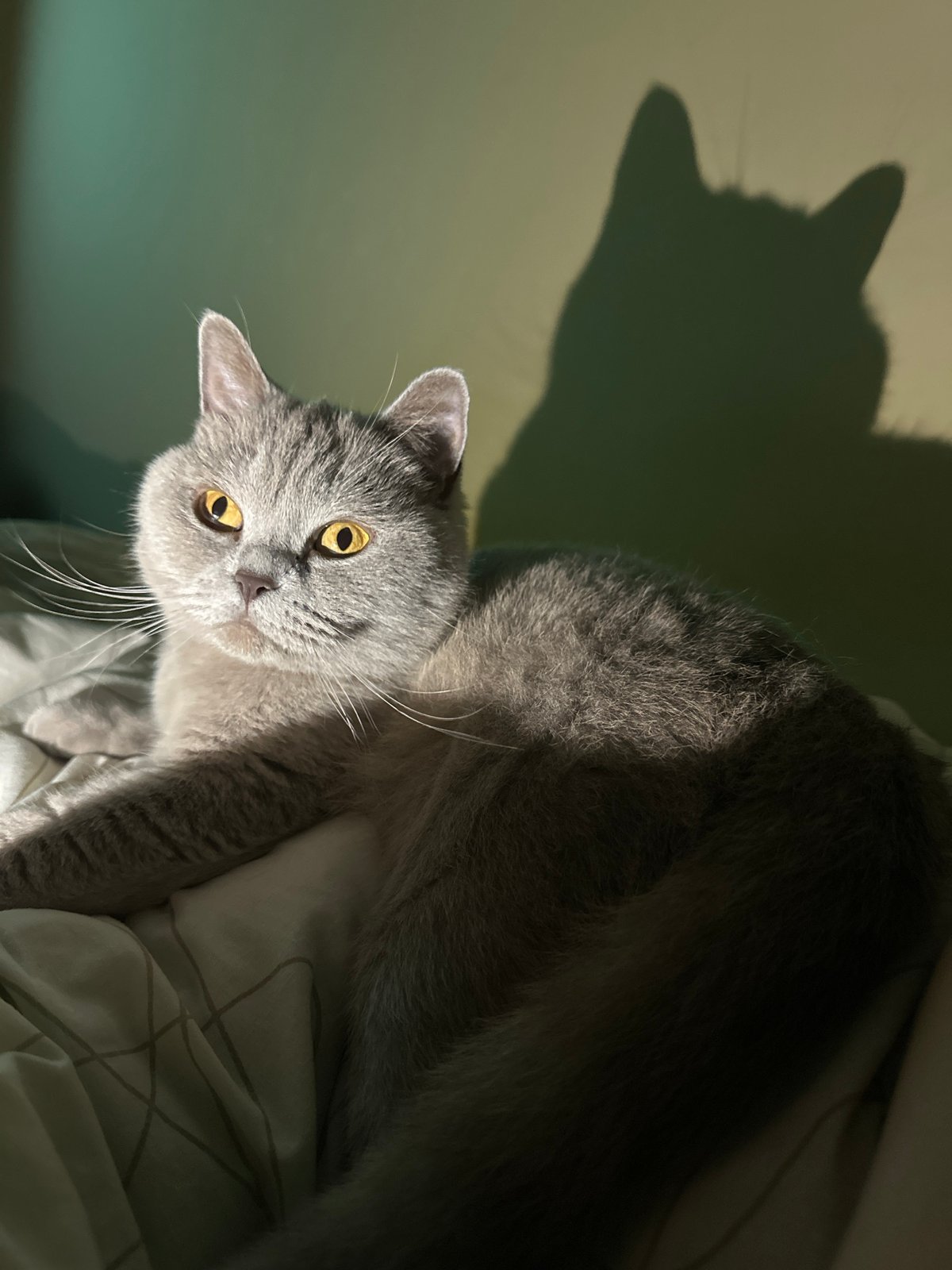Grey cat enjoys quiet evening on bed in Ternopil