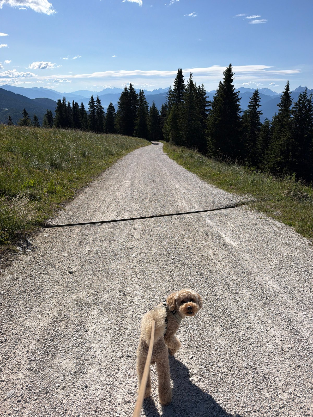 Poodle mix pauses on a winding gravel road in South Tyrol