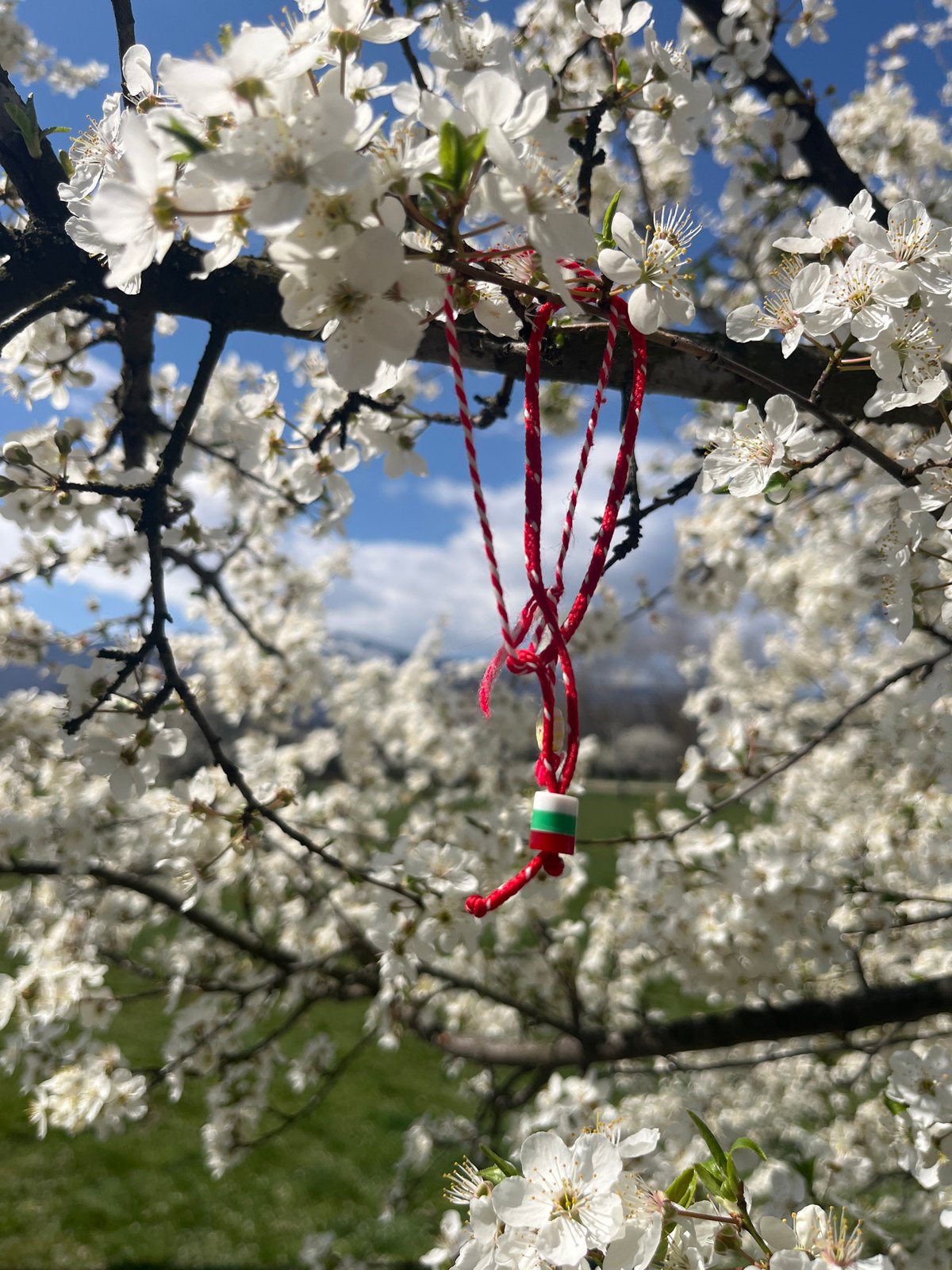 Bulgarian martenitsa adorns blossoming tree branch in Sofia