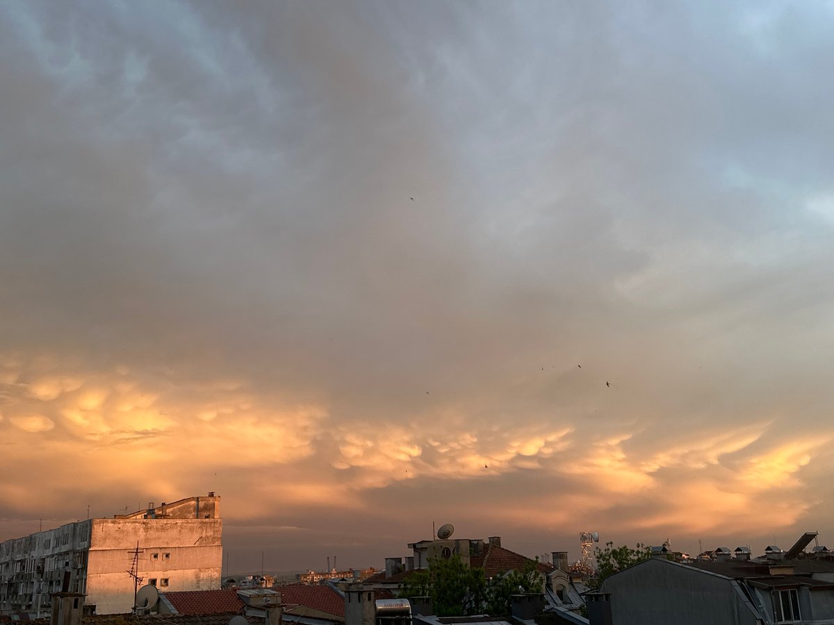 Twilight skies and cat photography captured in Burgas, Bulgaria