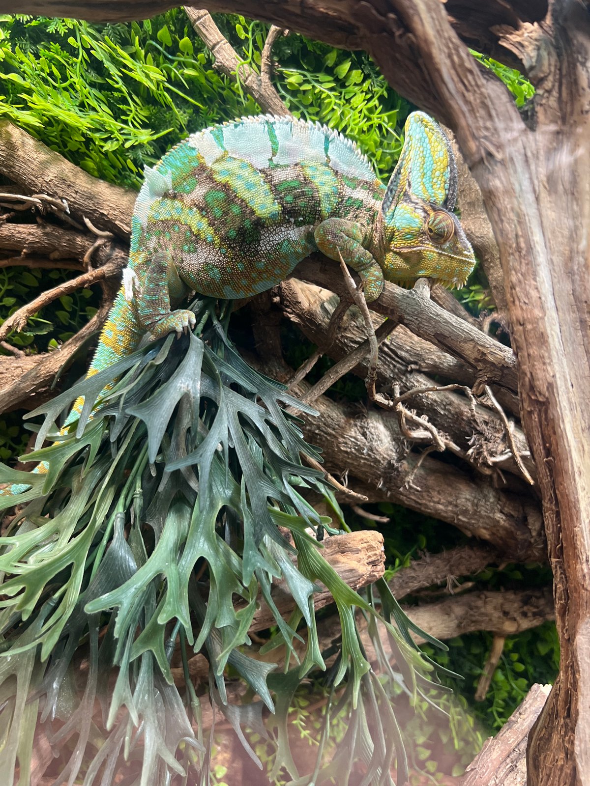 Colorful chameleon spotted on branch amid artificial foliage