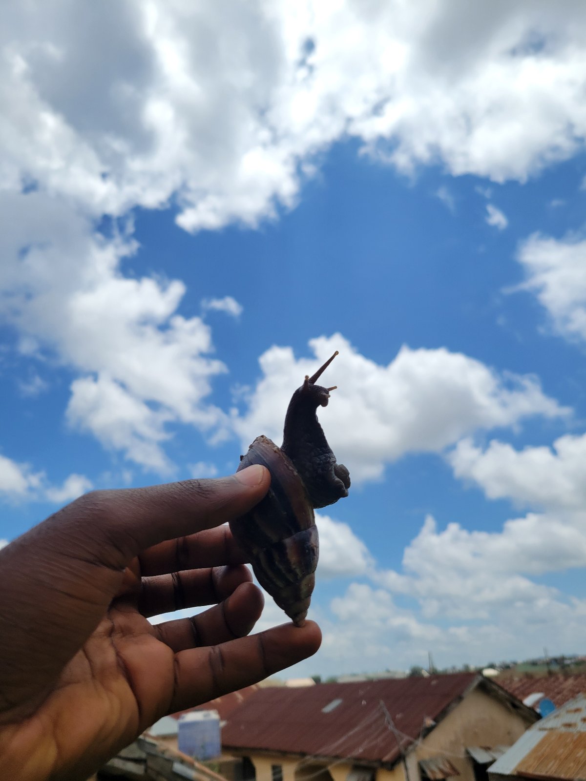Snail and corn stalk framed against a Jos afternoon sky