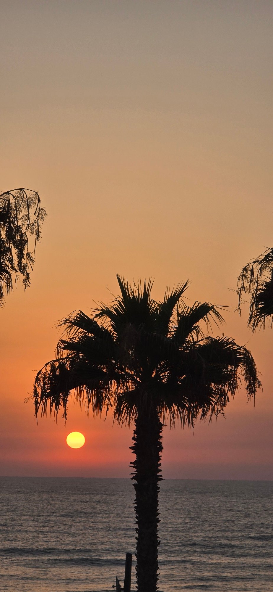 Mediterranean sunset in Bat Yam, palm trees and a rooftop cat