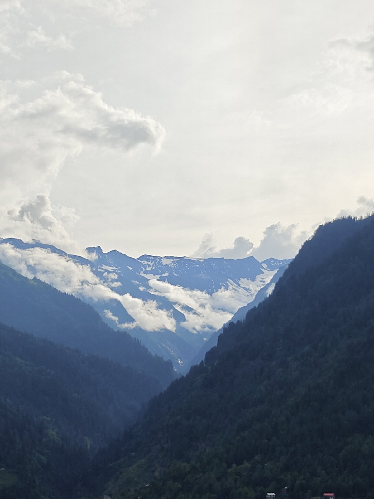 Mountain valley views and wildflowers around Vashisht, Himachal Pradesh