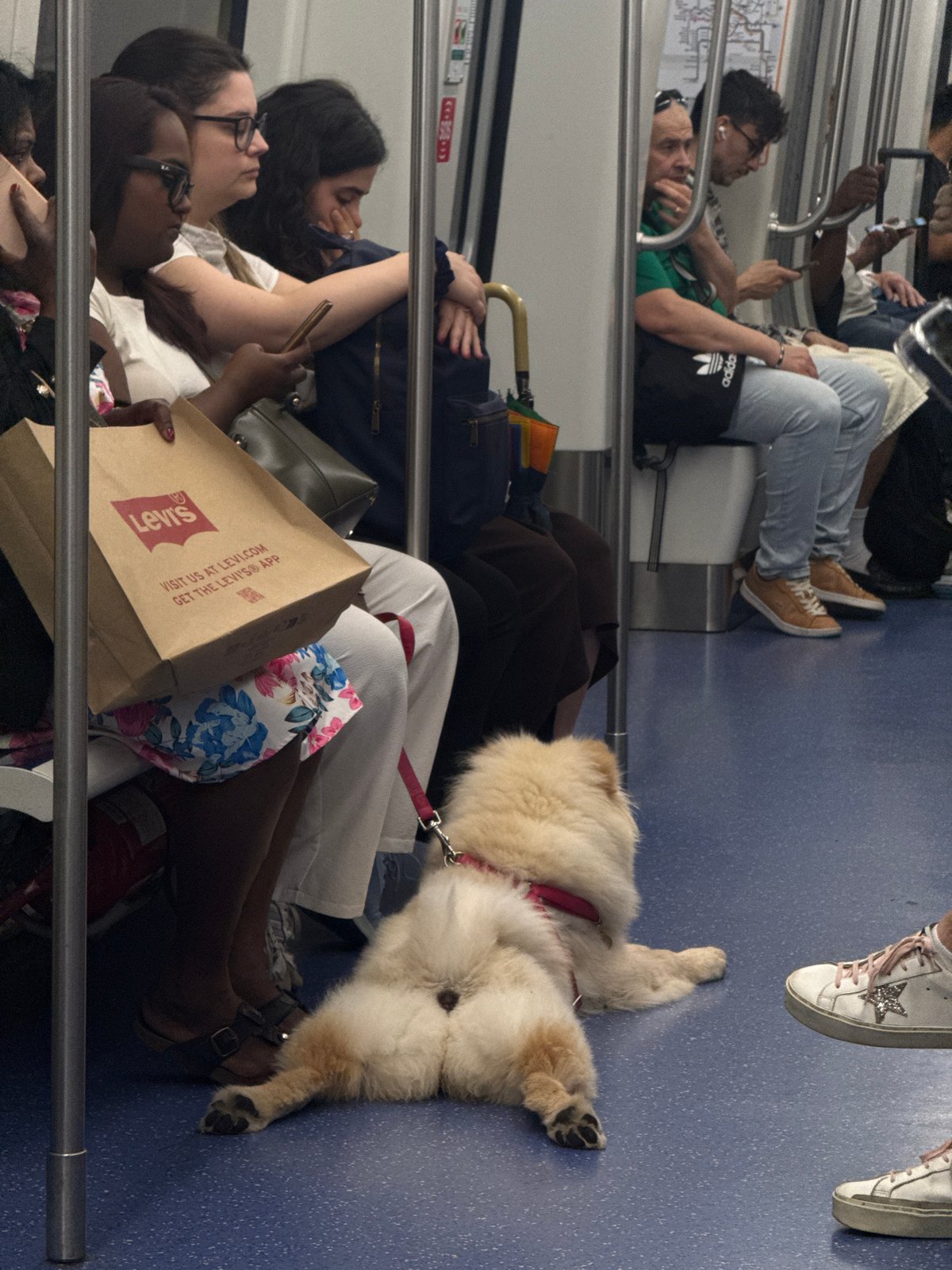 Morning commuters share Milan metro car with dog passenger