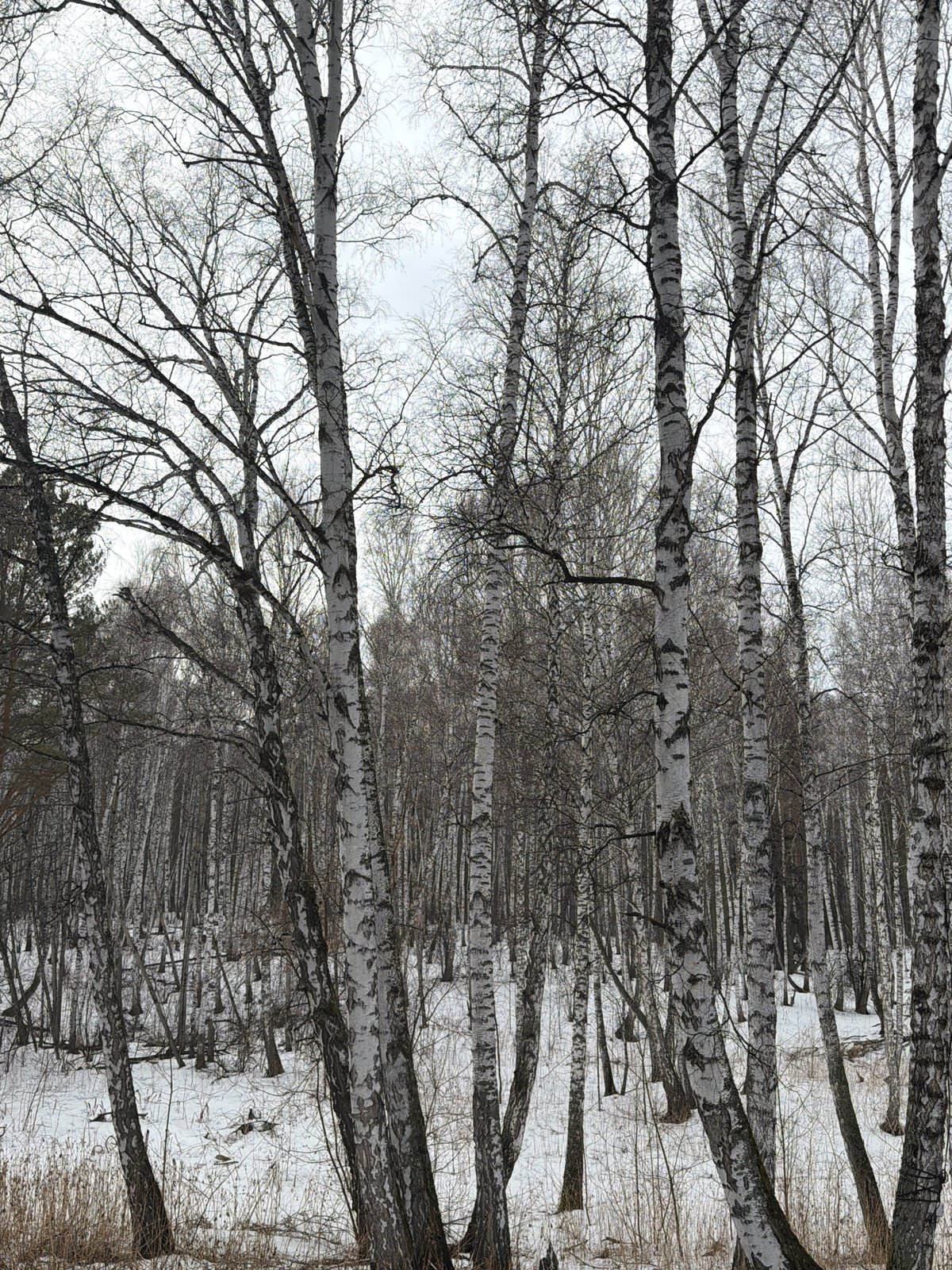 Winter birch forest scenes documented in Taskino, Russia