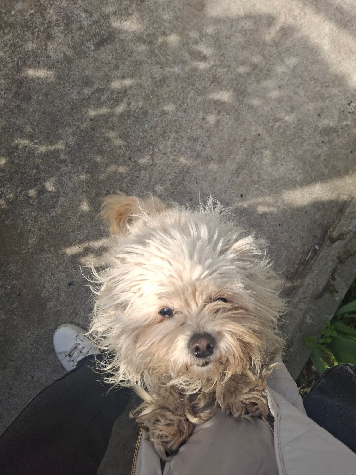 Pets and gardens captured in residential area observations