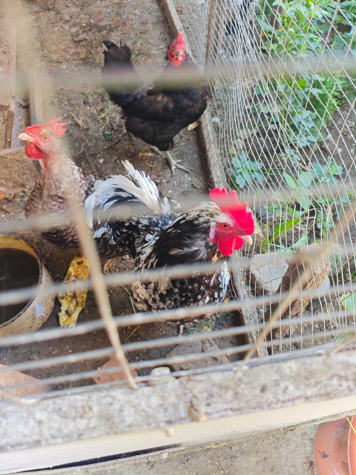 Armavir backyard life: dogs, chickens, garden, and small details