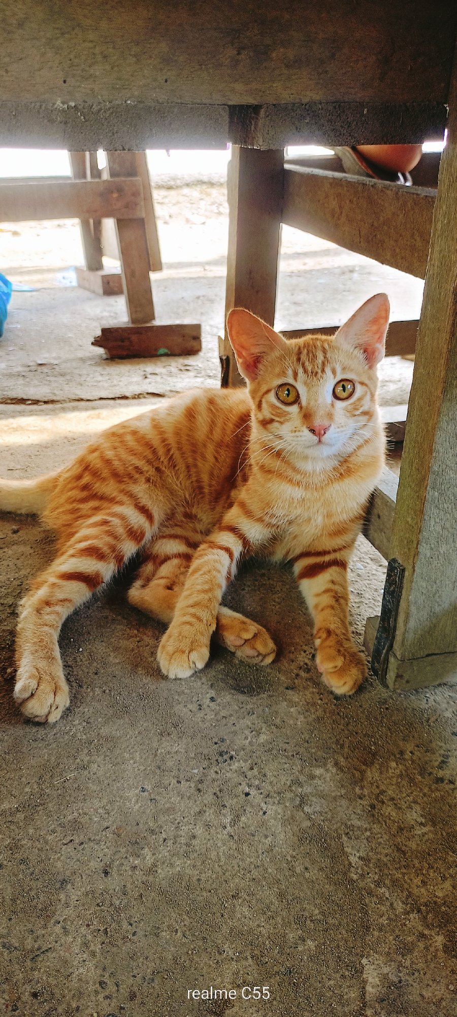 Daily life captured at Indonesian seafood market with cats