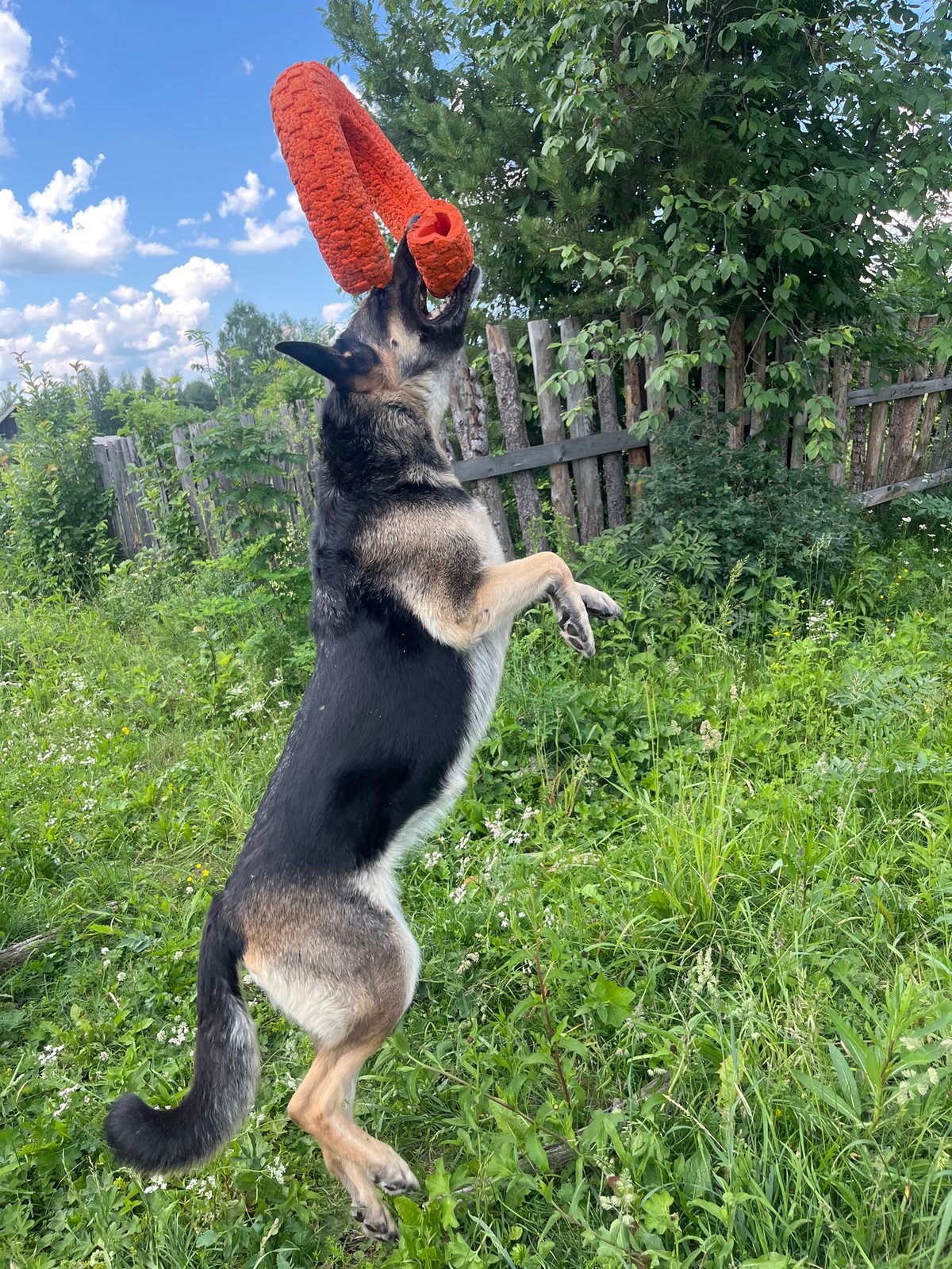 German Shepherds and friends play and rest in Nizhny Tagil