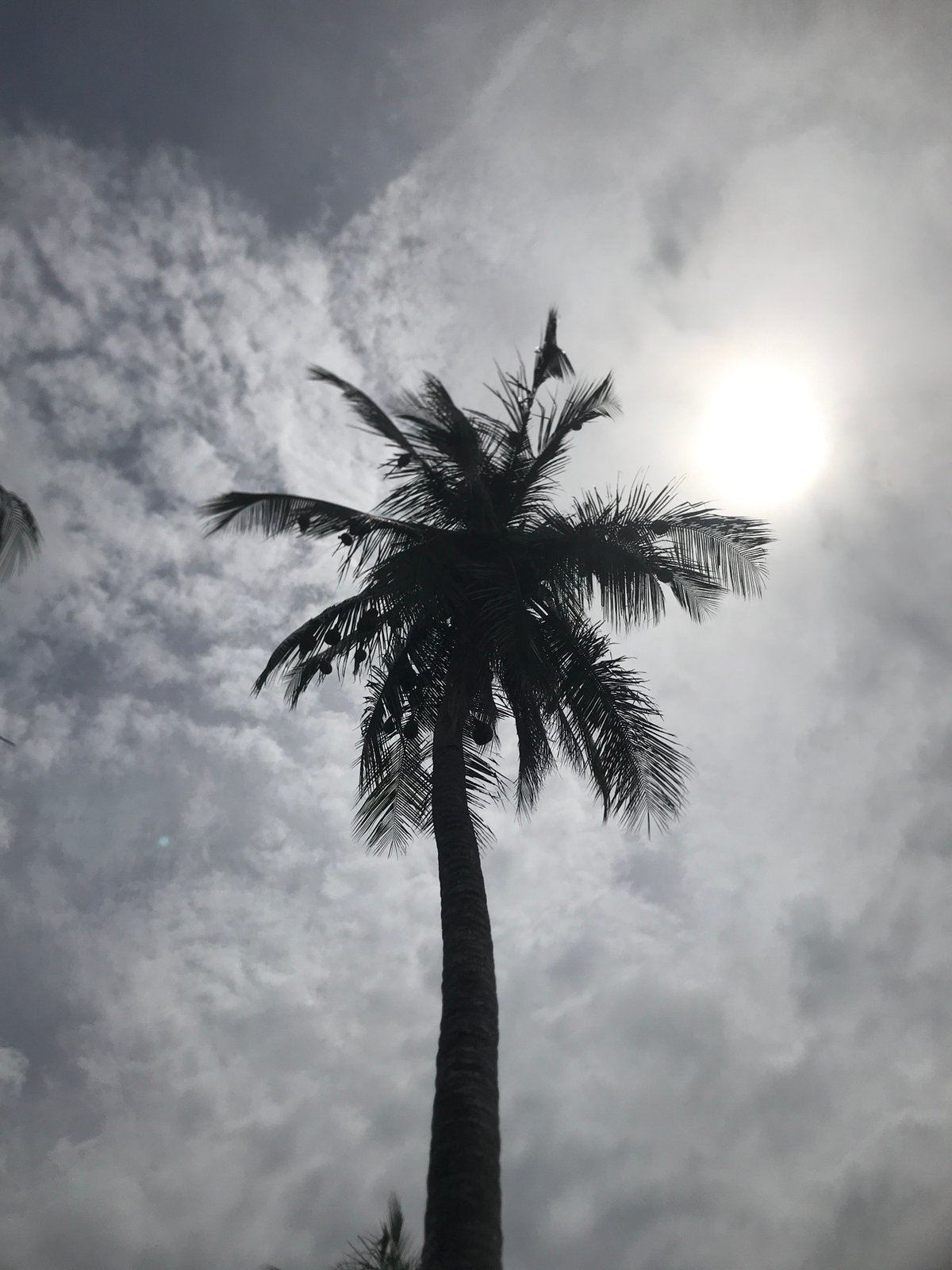 Morning scenes documented in Cotgapu, Indonesia include trees and group photo