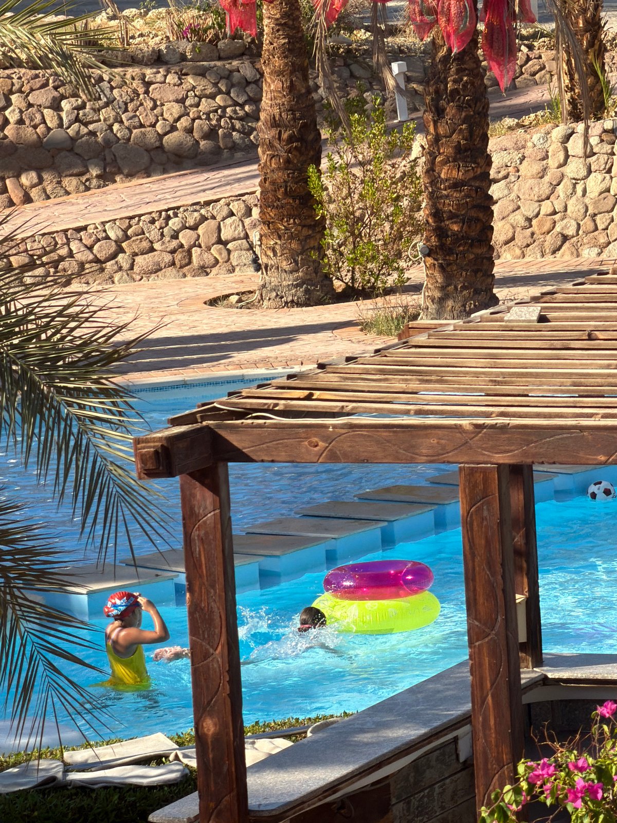 Resort pool day in Sharm El Sheikh, wildlife and all