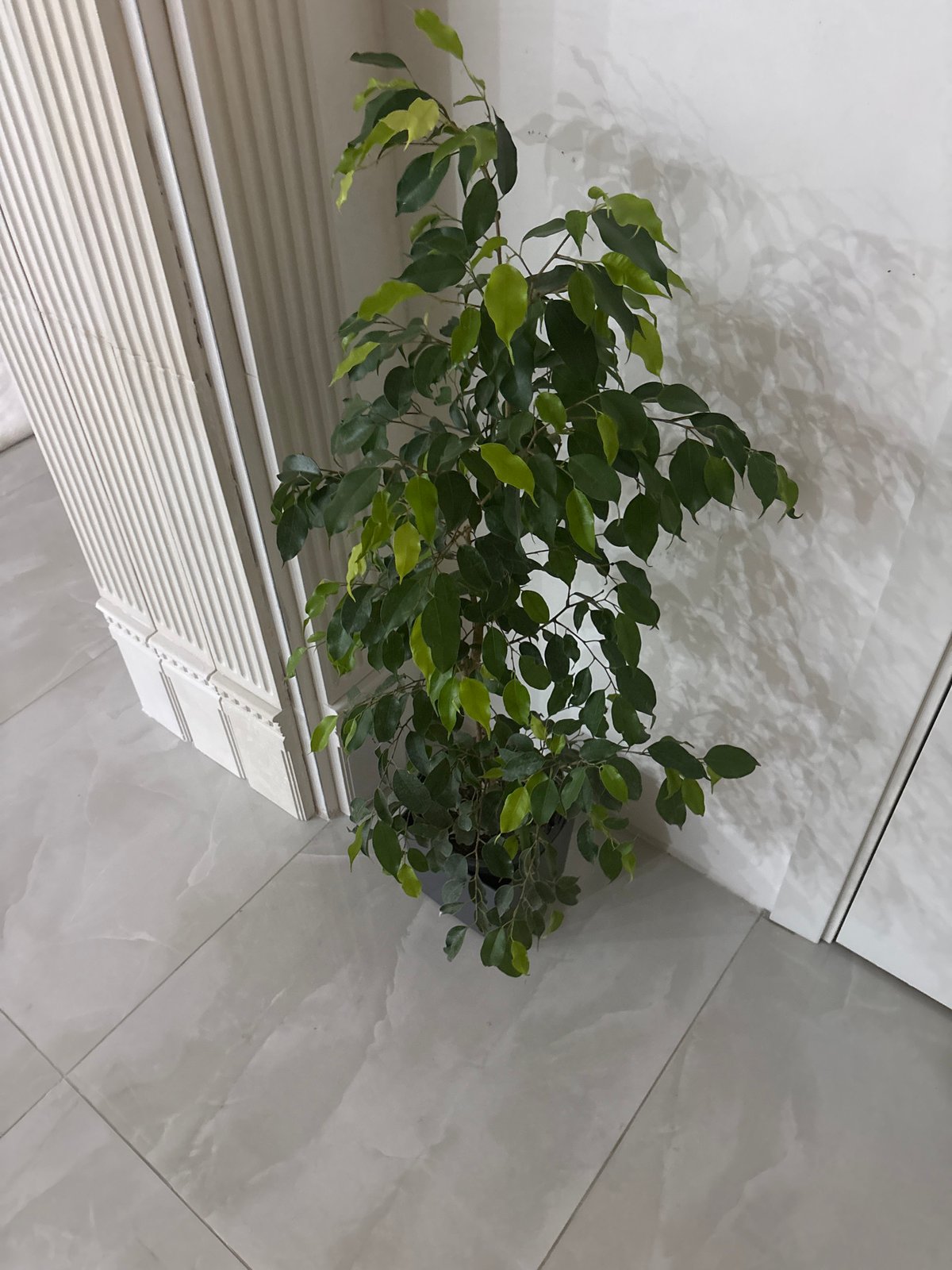 Ficus tree observed indoors against white walls, tiled floor