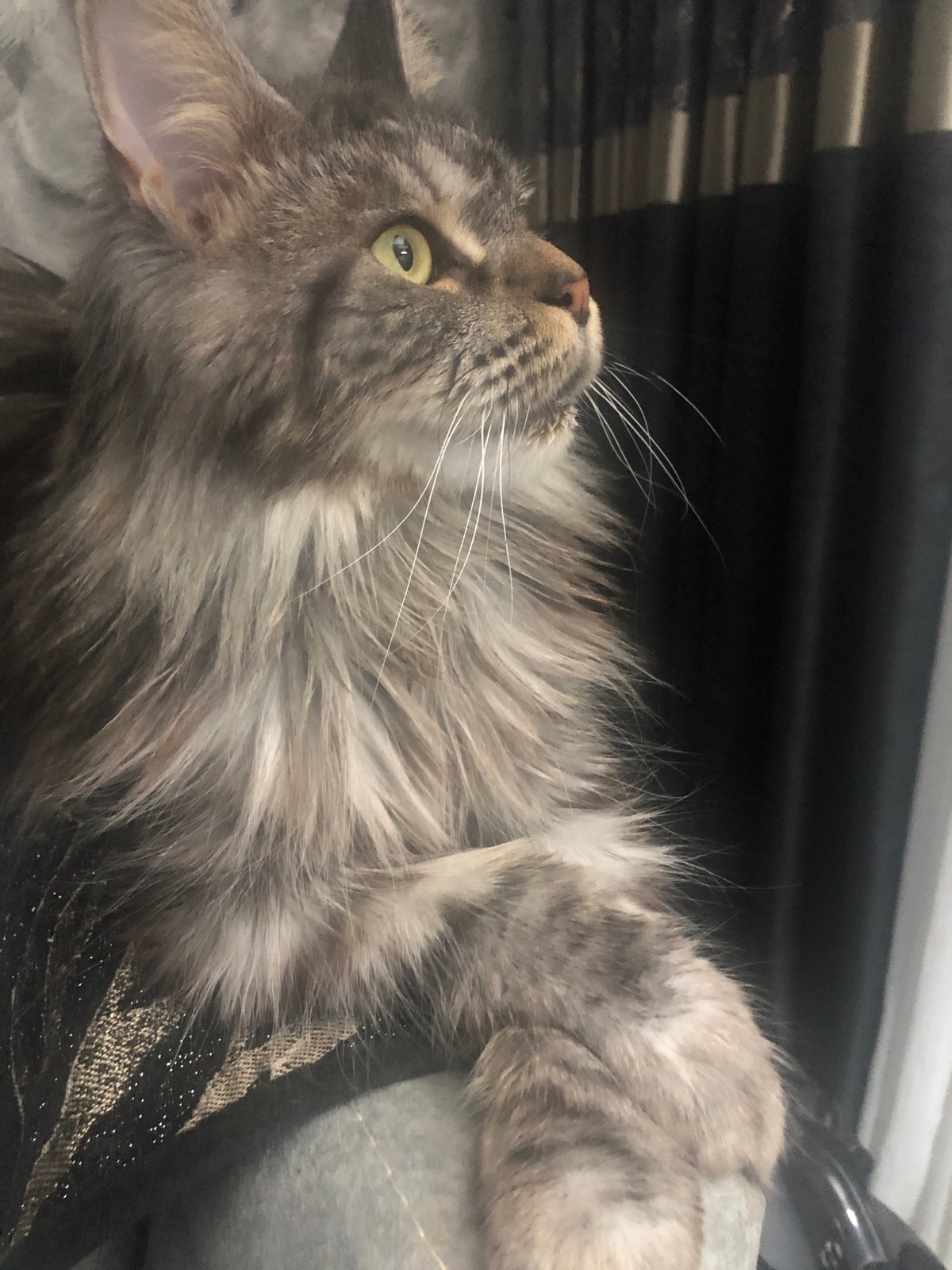 Maine Coon cat photographed up close in Lokbatan, Azerbaijan