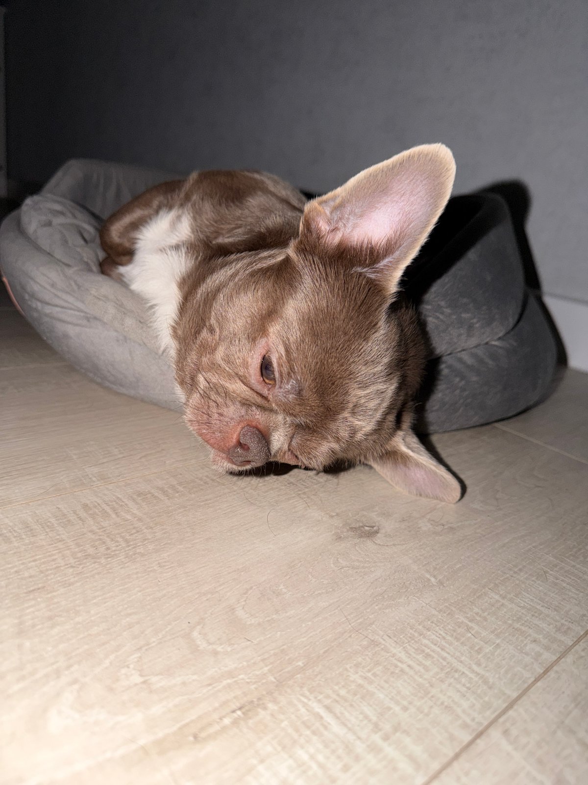 Chihuahua rests with toys in dog bed, Votkinsk