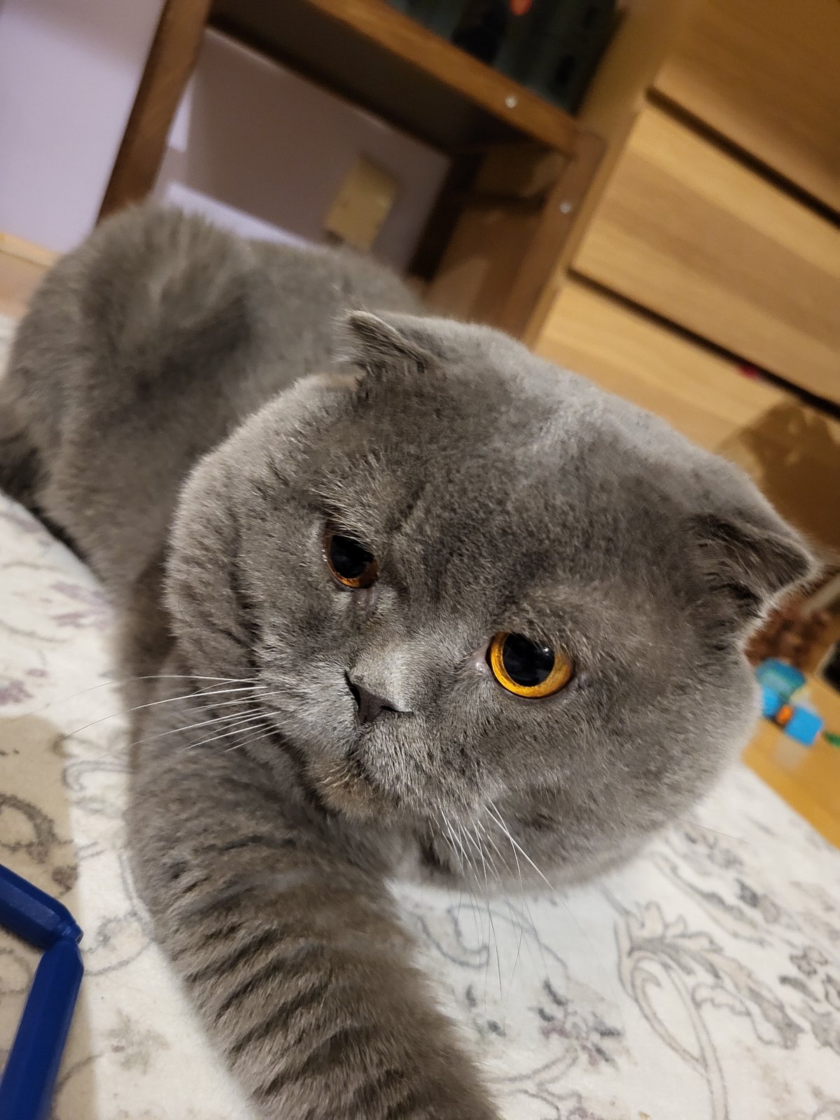 Scottish Fold cat plays with toys, receives attention