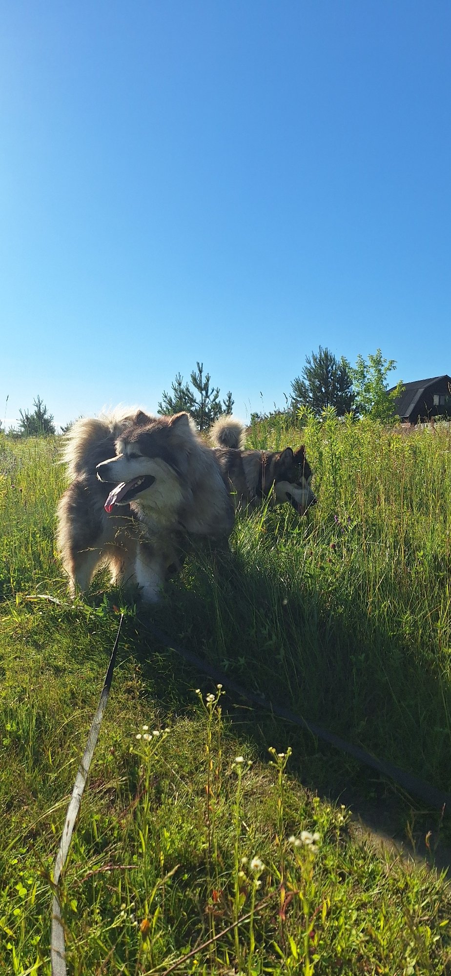 Two Malamutes on a sunny outdoor walk through fields and forest