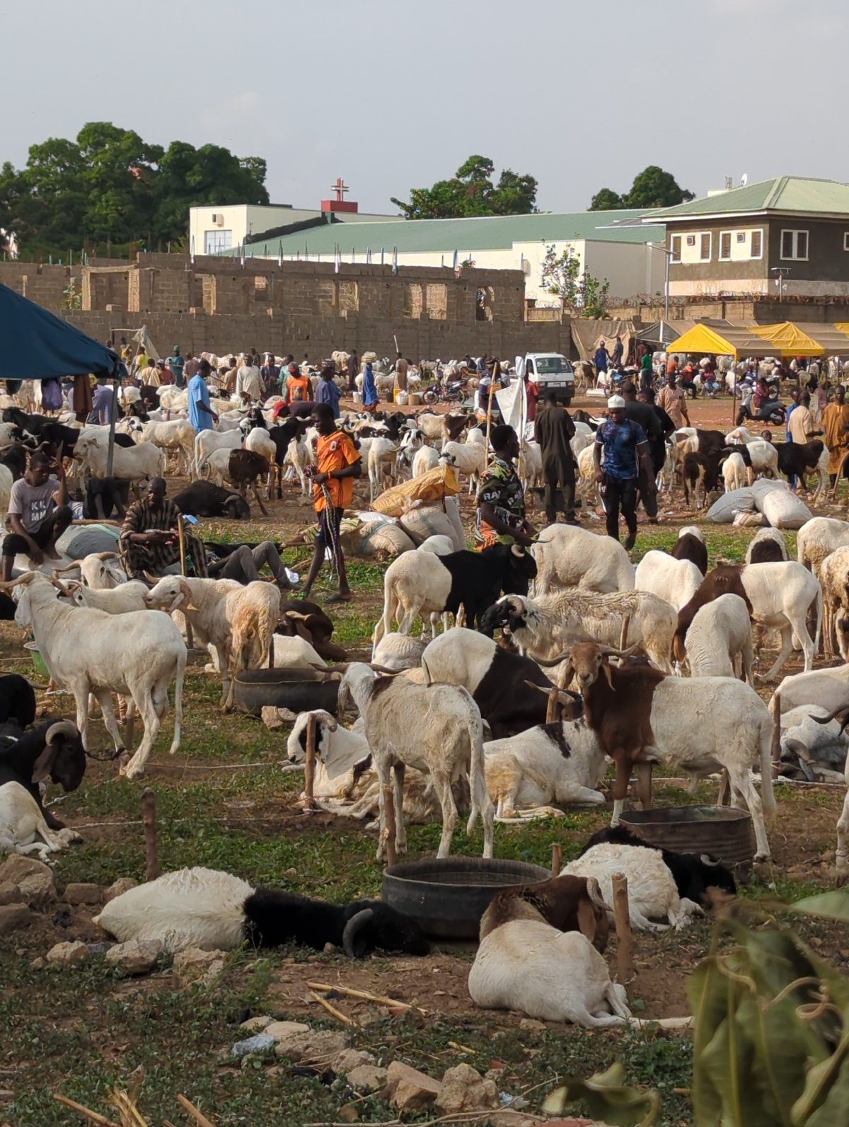 Livestock market bustles in Nigeria as officials meet nearby