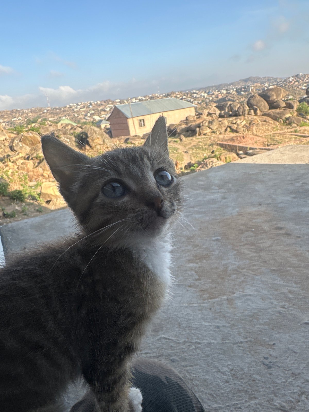 Grey tabby kitten spotted in Jos, Nigeria urban area