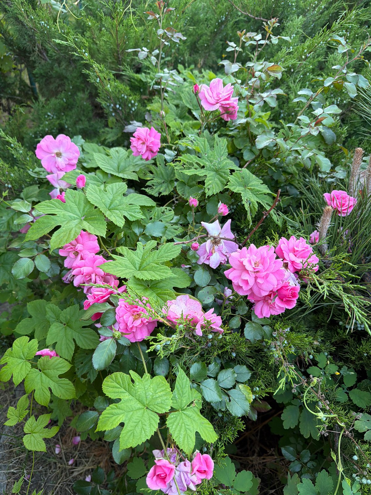 Obukhivka garden in peak summer — roses, plums, and greenery