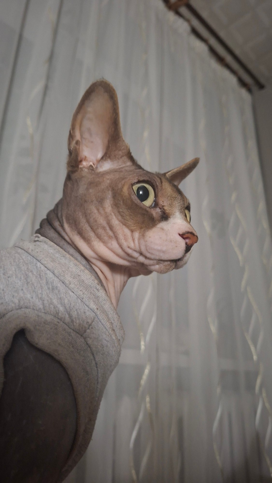Dressed-up Sphynx cat chills on a bed in Belarus