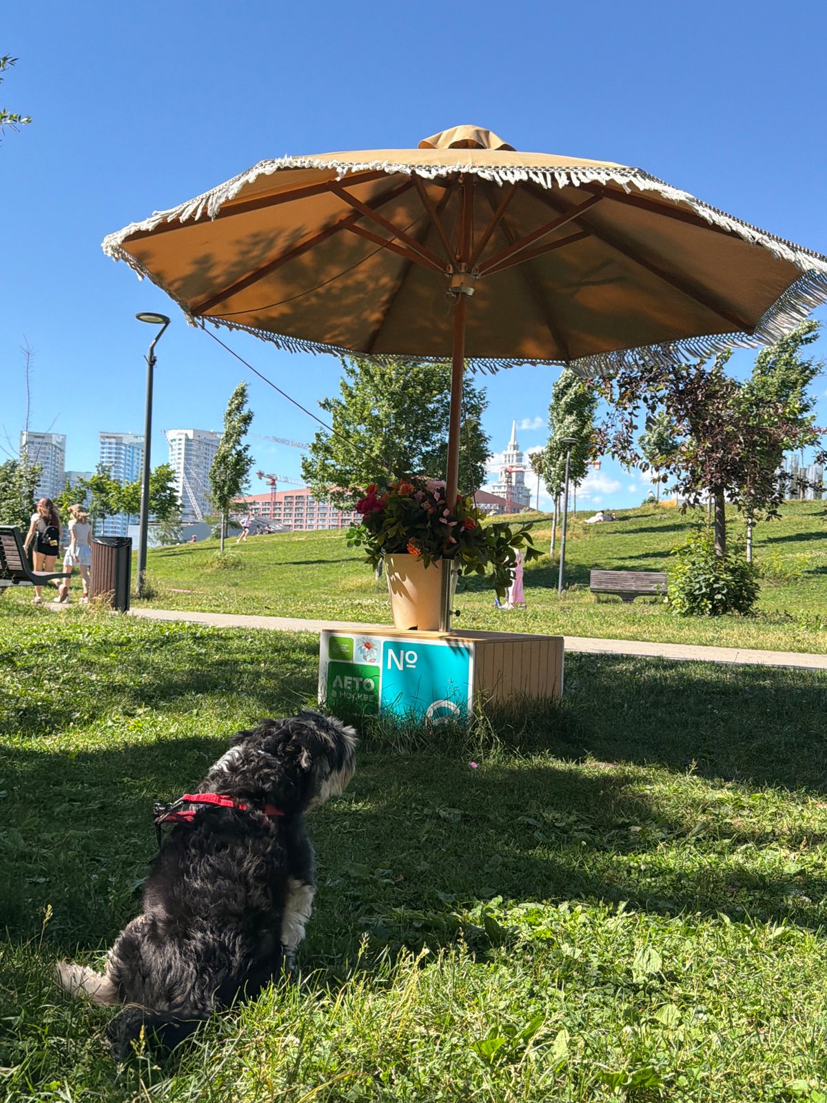 Lazy park afternoon with a dog, picnic, and crossword puzzles
