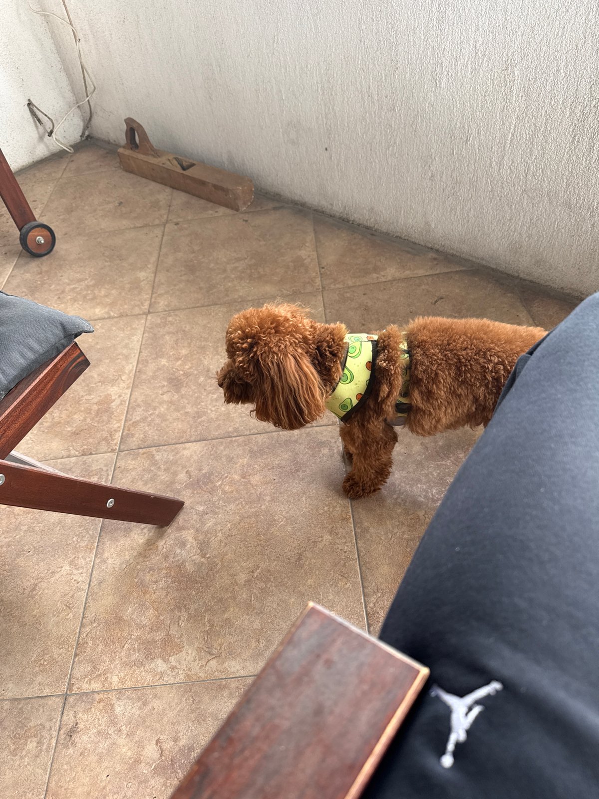 Friday afternoon moments: pet and hookah scenes in Sofia