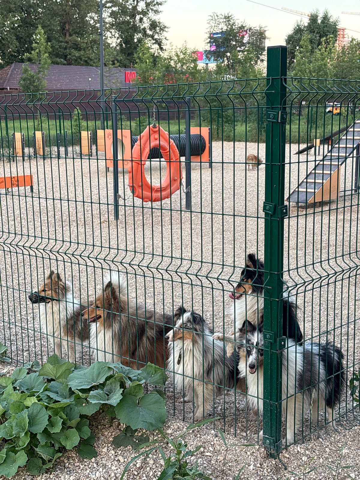 Dusk along Moscow's eastern waterfront: water, dogs, and street scenes