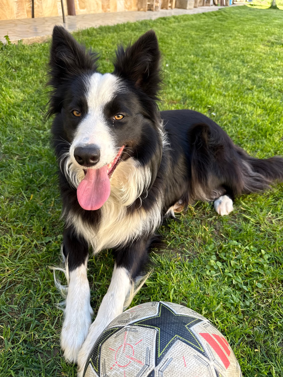Border Collie and tabby cat spotted relaxing in Berkovitsa