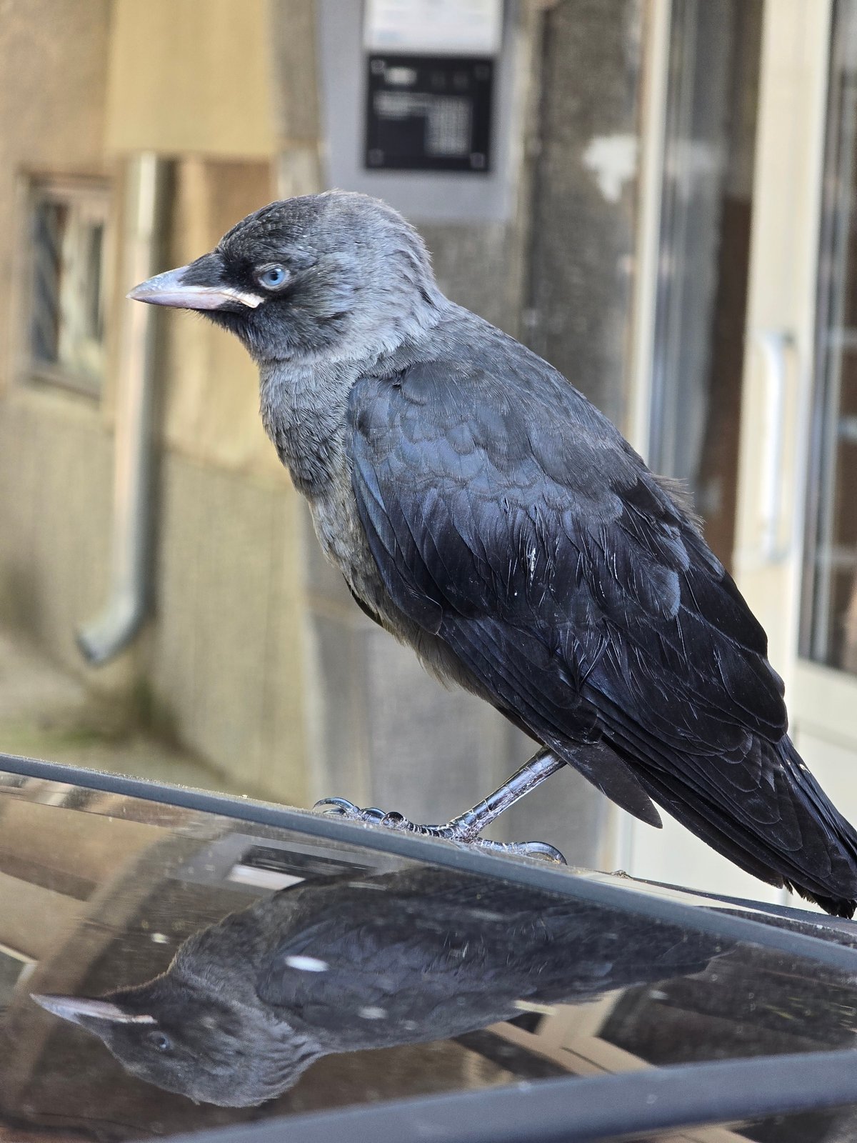 Jackdaw visits black car while roasted dinner awaits nearby