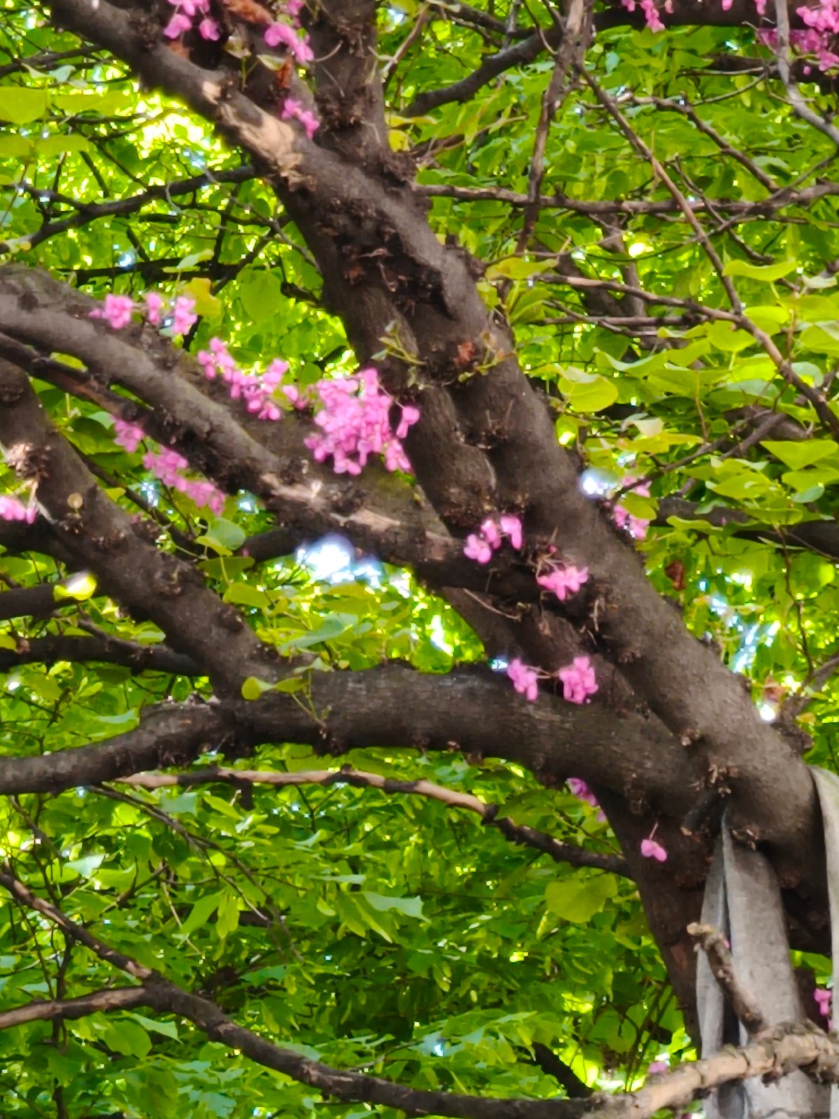 Spring flowers documented in close-up photography session May 5