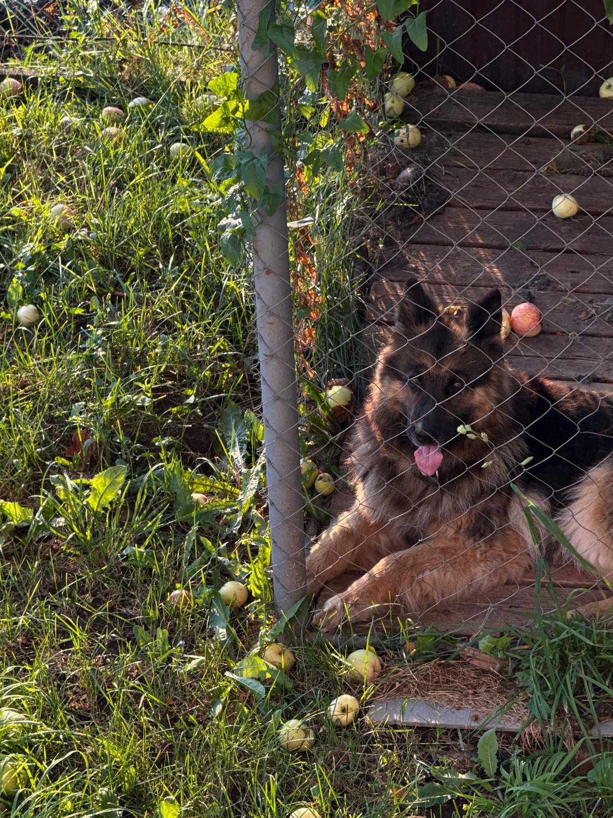 Quiet summer afternoon with a dog, food, and dappled sunlight