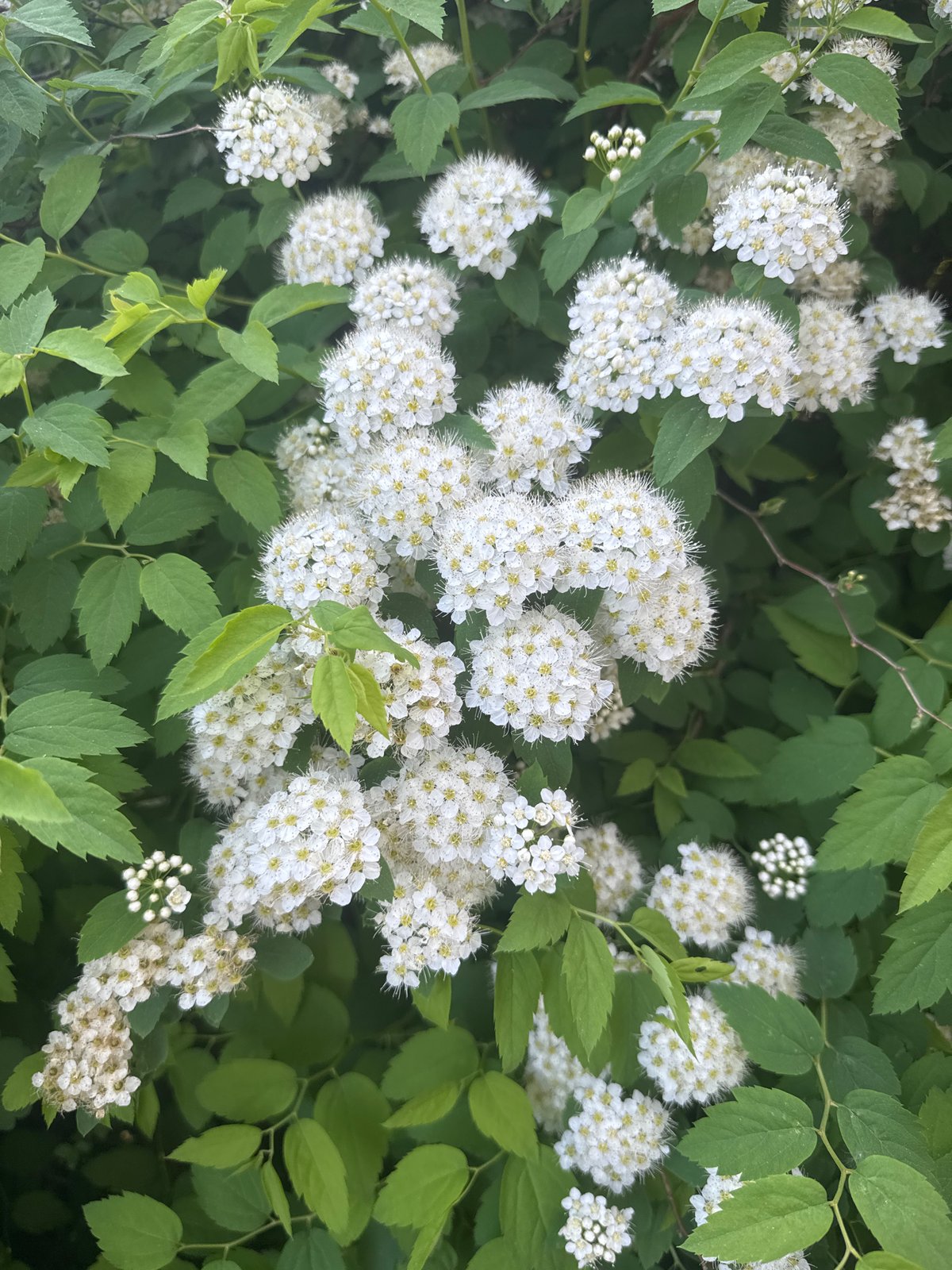 Spring blooms documented in Osa, Russia with bee activity