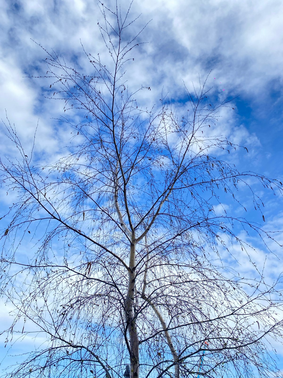 Spring day scenes documented across Zelenograd, Russia